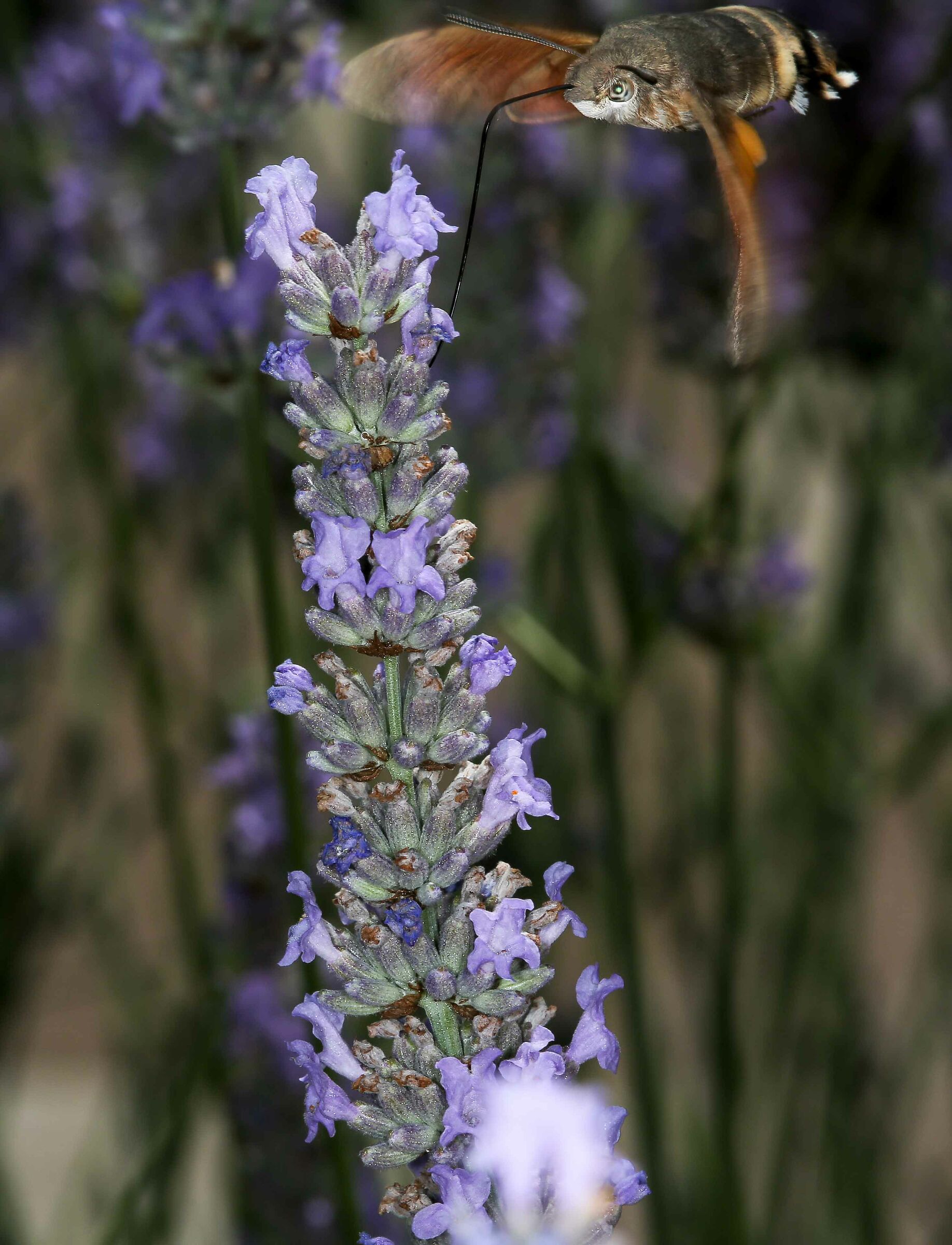 macrogrosso stellatarum