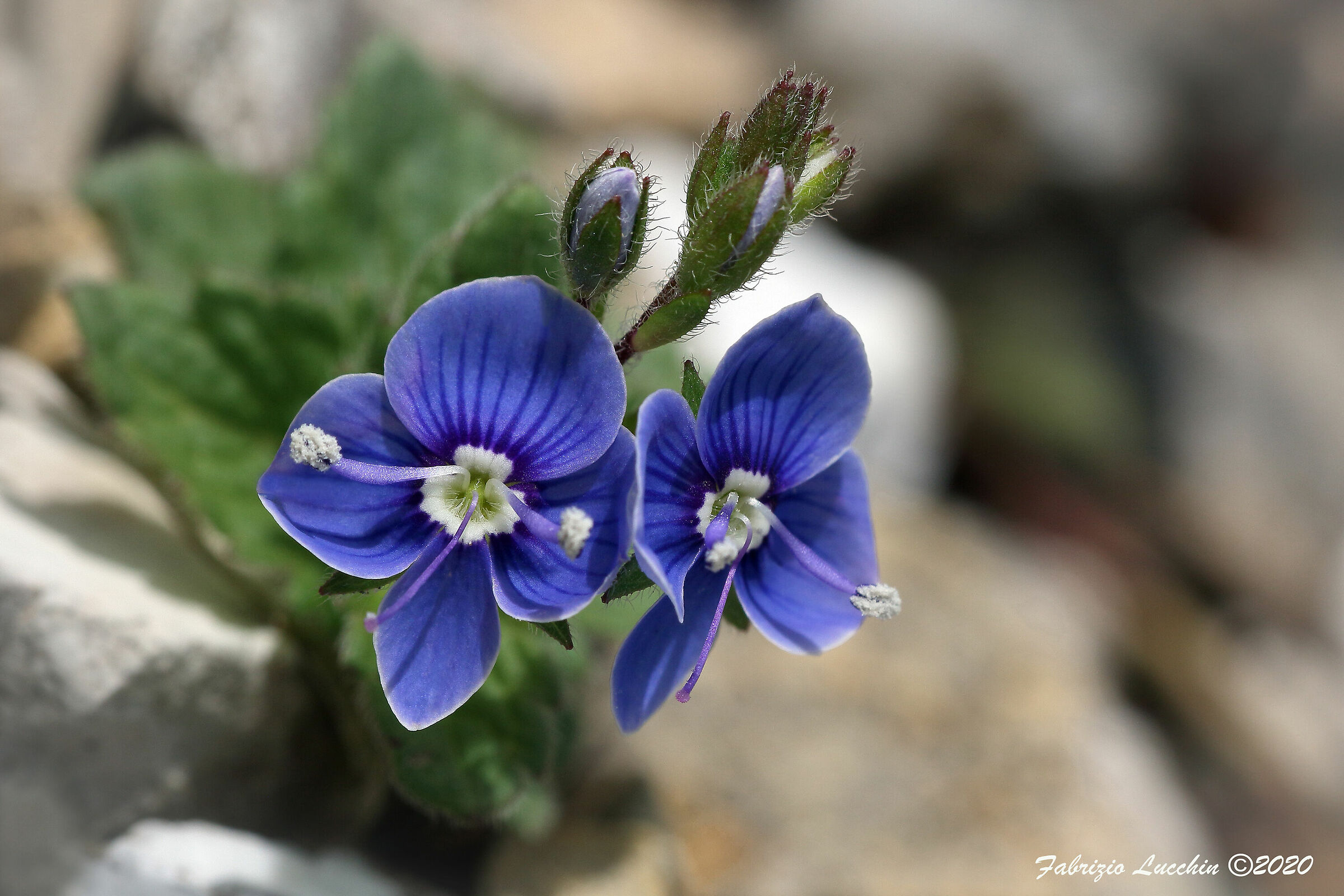 Veronica  "Occhi della Madonna"