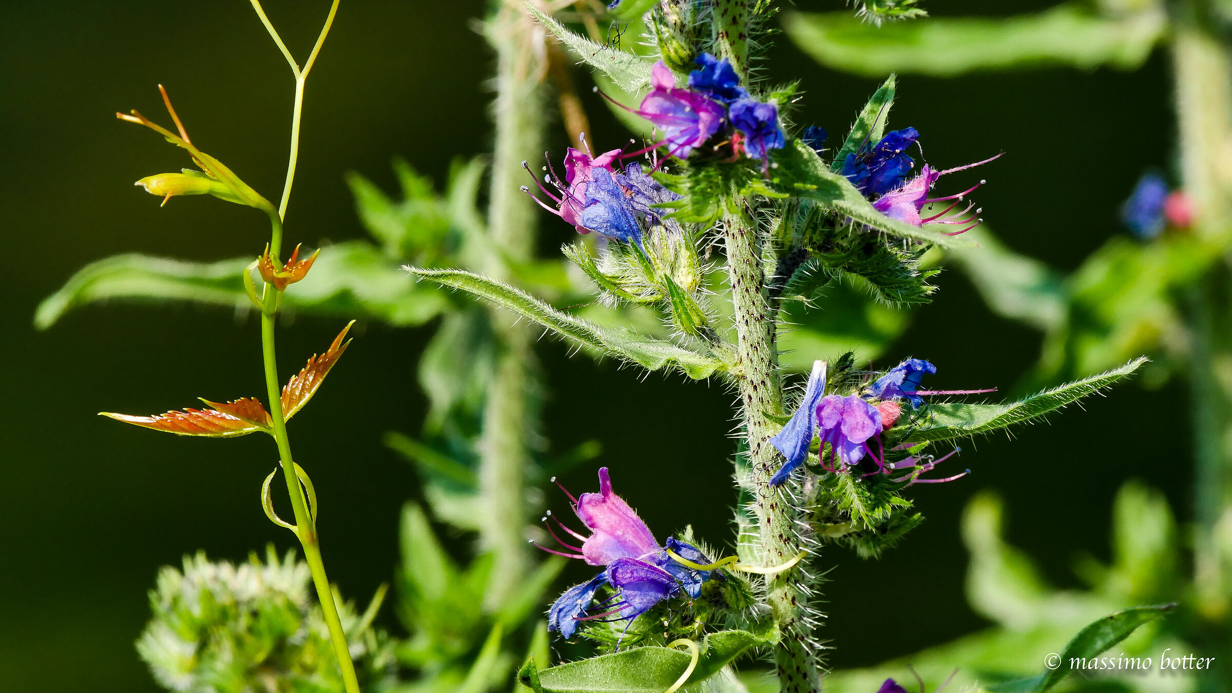 Martesana WildFlowers