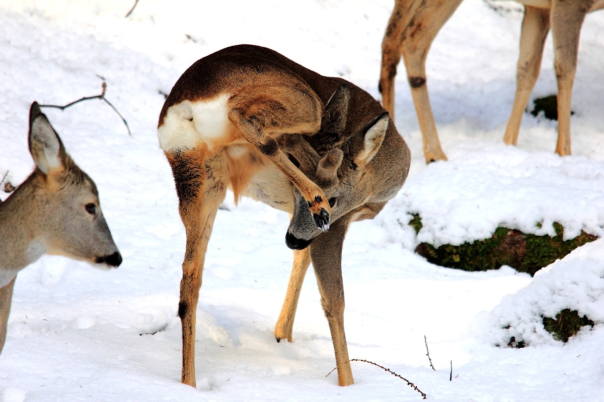 Giovane maschio di capriolo
