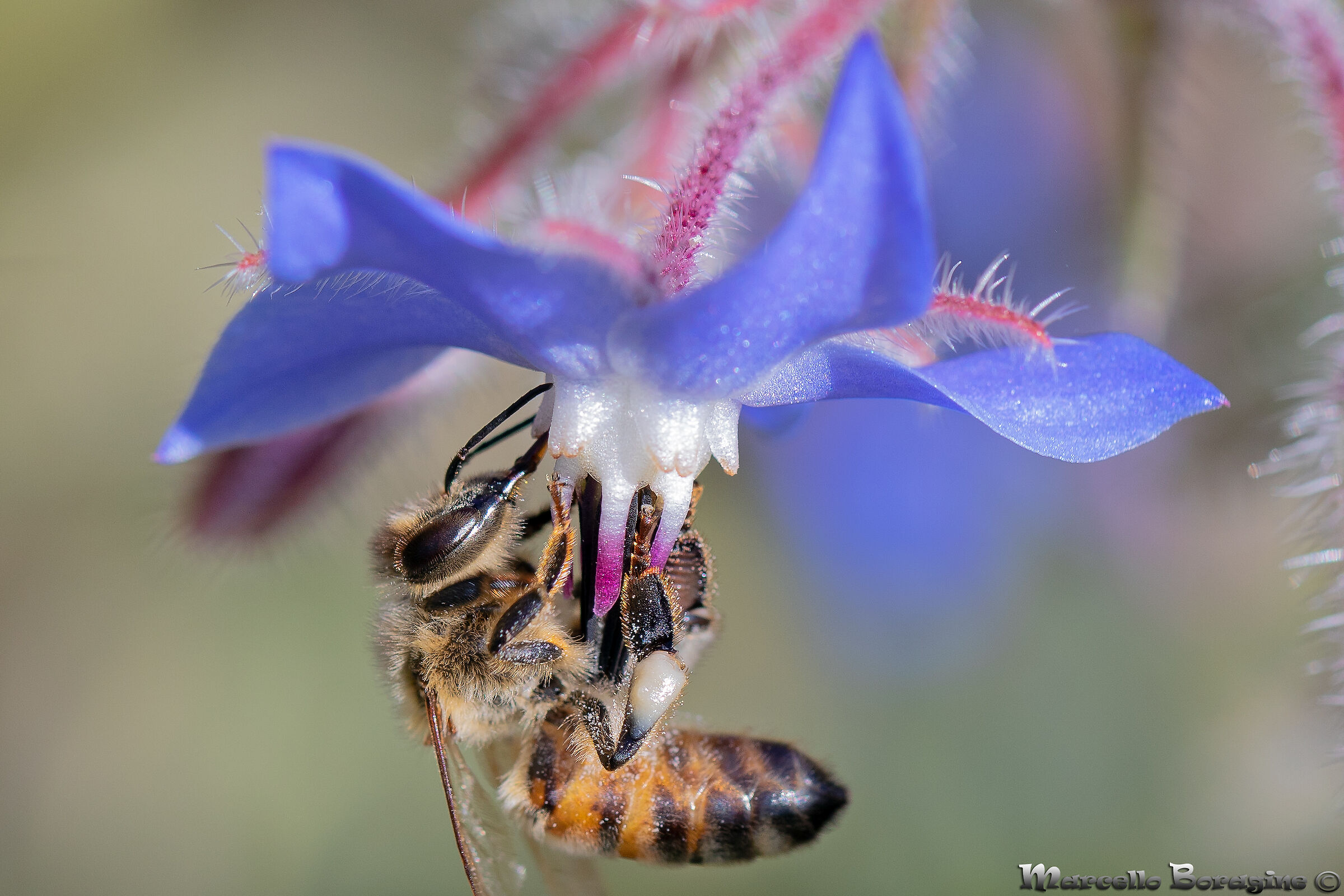 Bee on Borago officinalis
