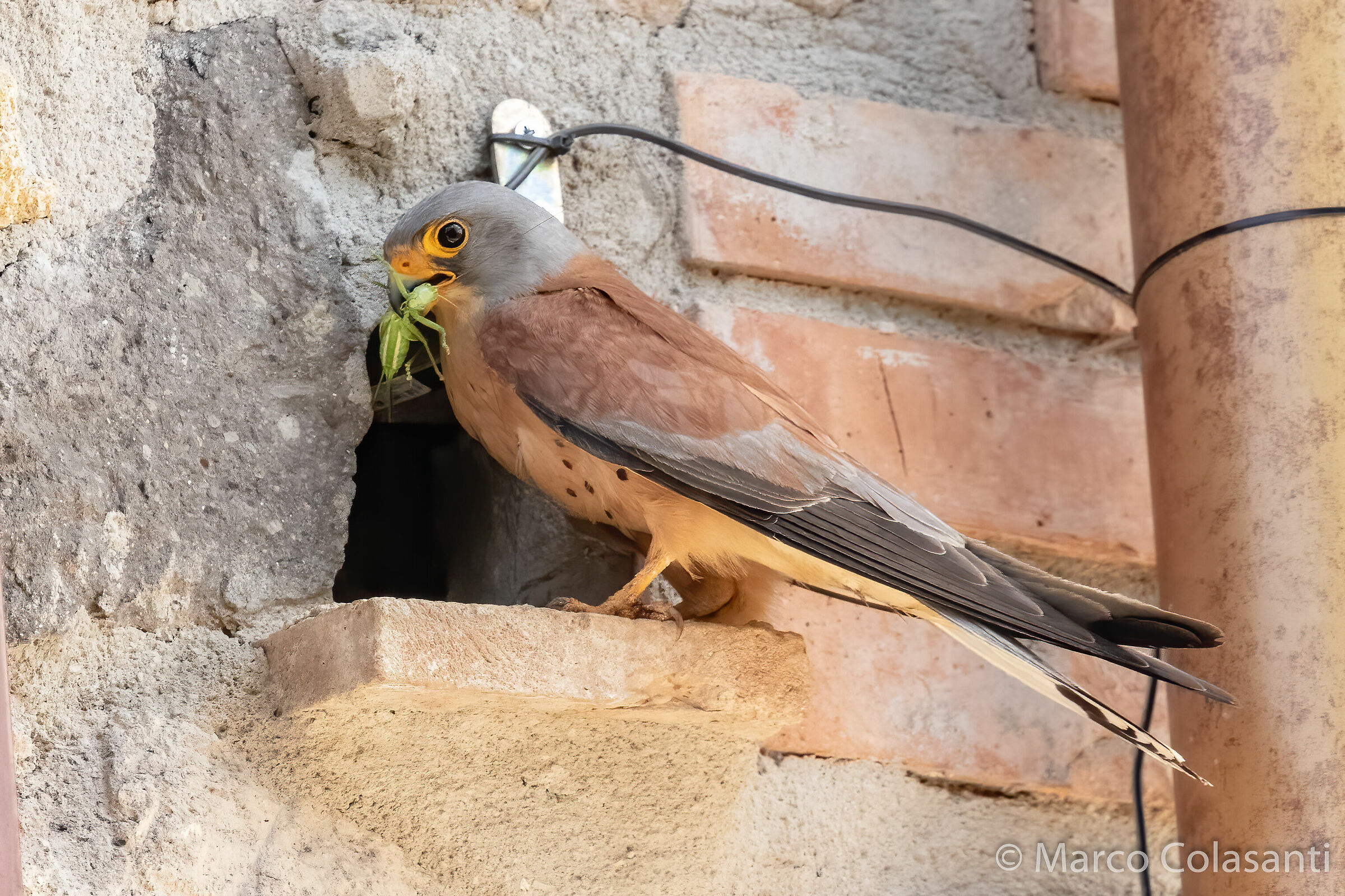 arrivo con il grillo (Grillaio - Falco Naumanni)