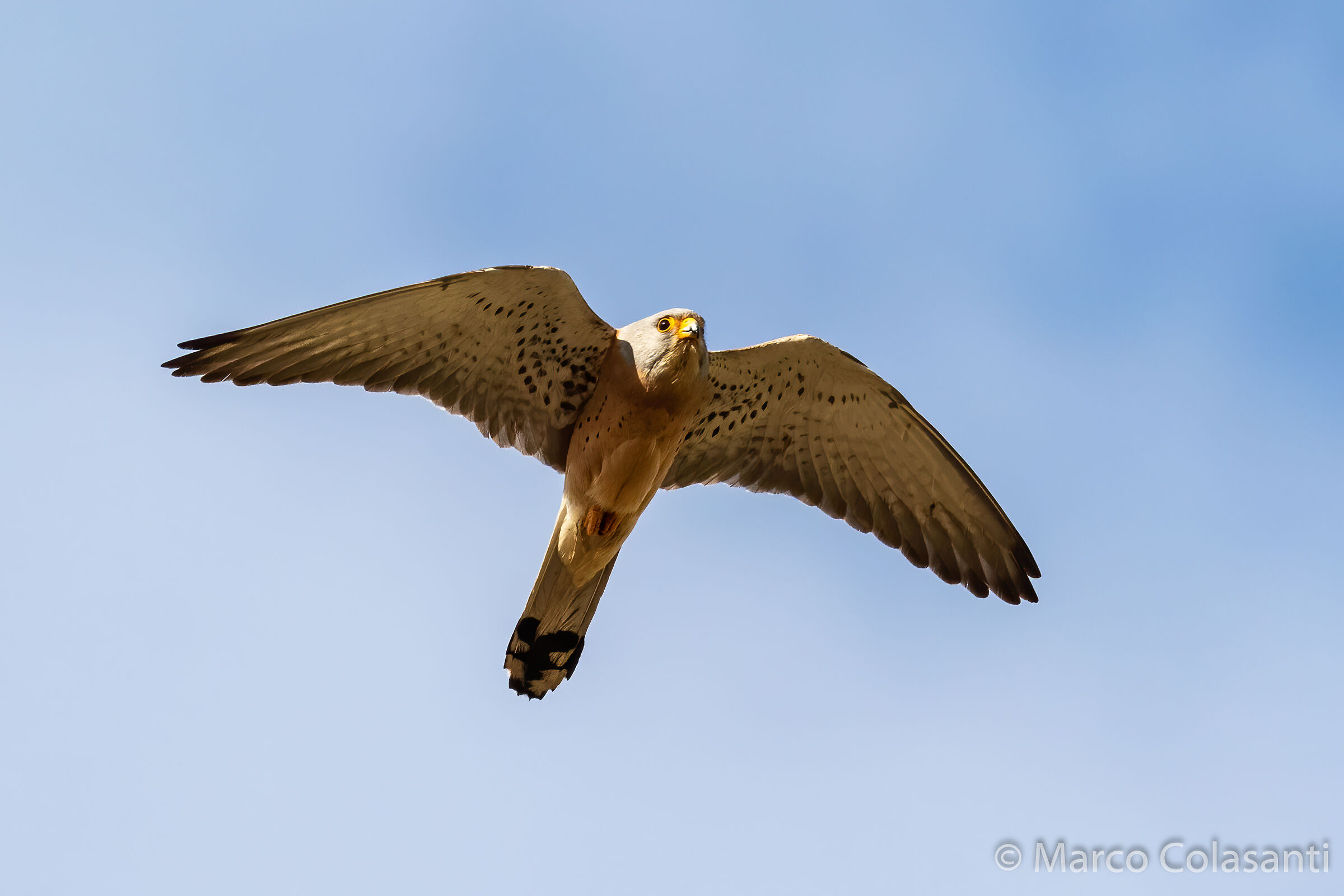 ...in volo (Grillaio - Falco Naumanni)