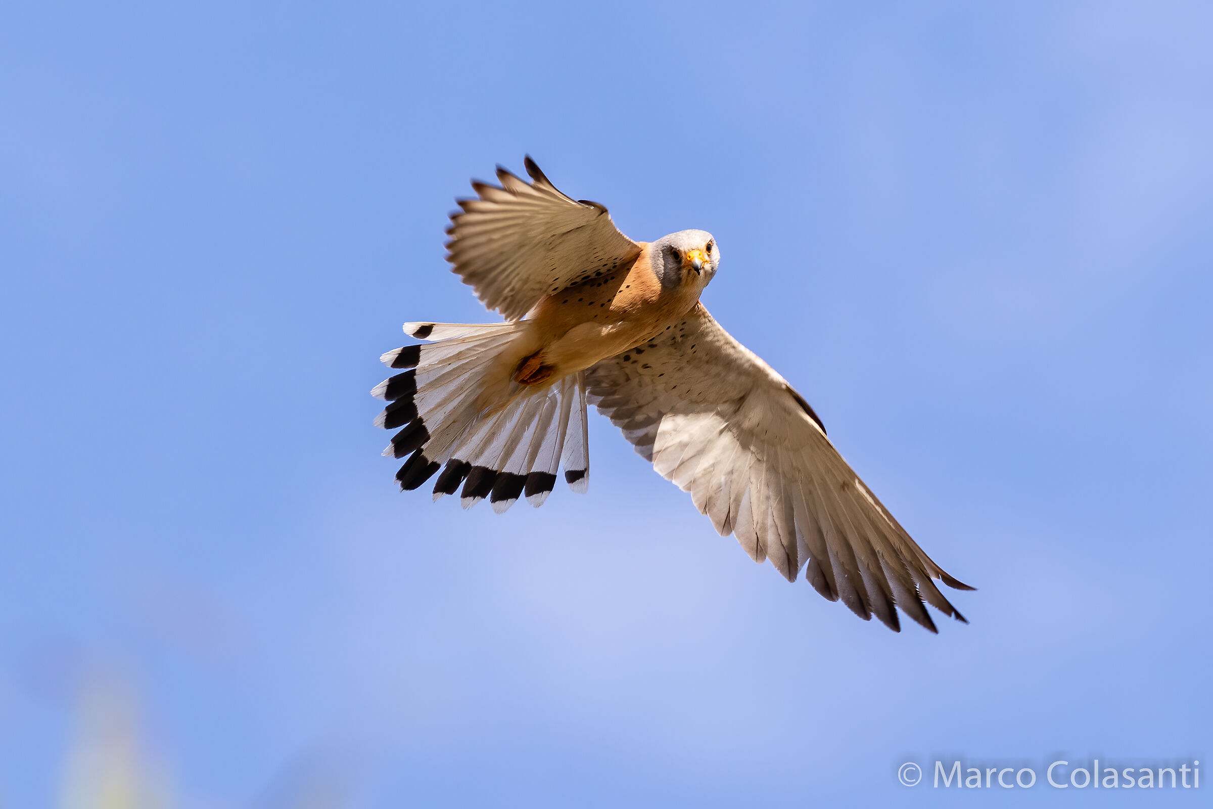 in agguato (Grillaio - Falco Naumanni)