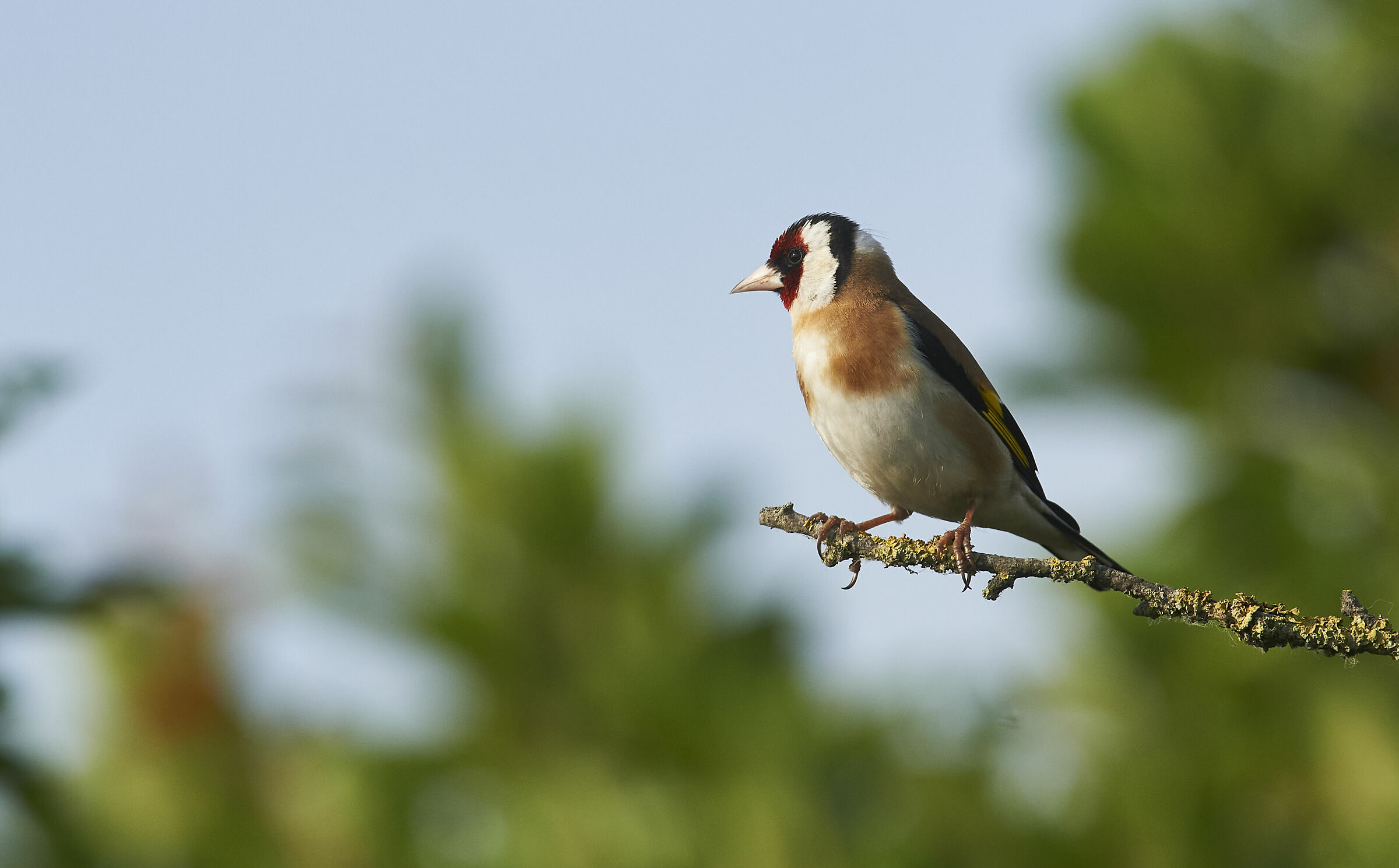 Goldfinch
