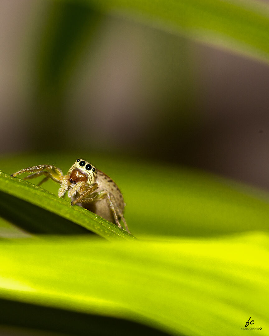 Icius sp. Female