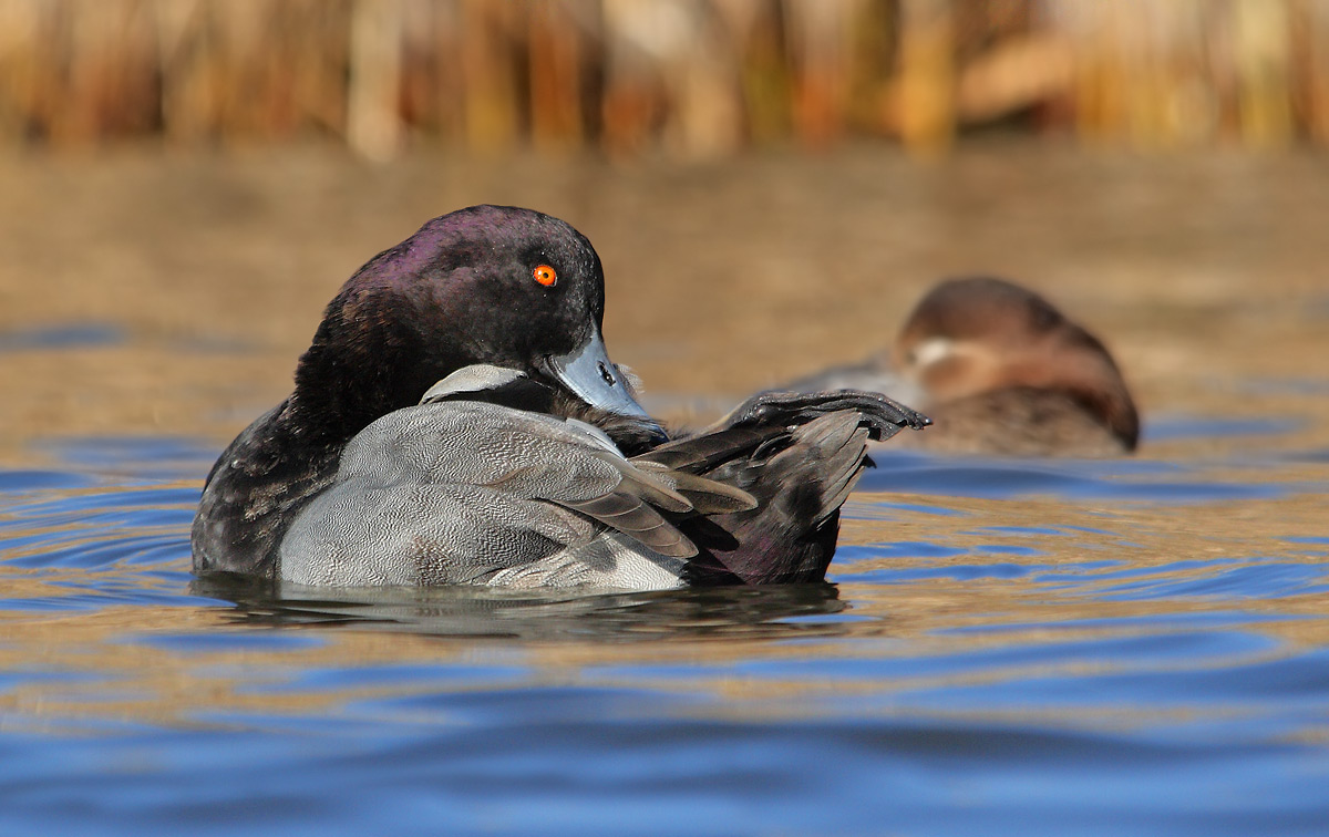 Crossing Tufted Pochard
