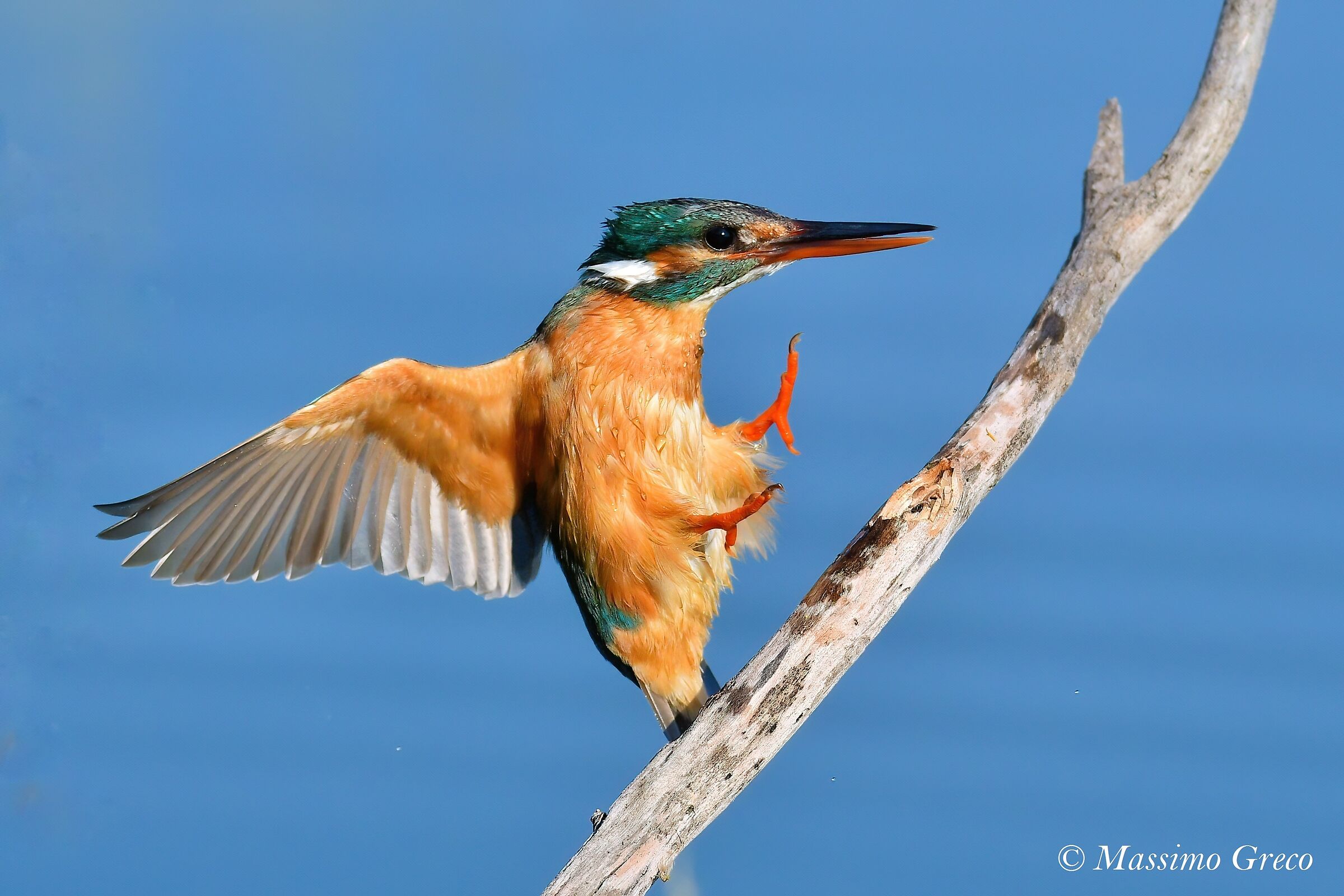 Martin pescatore in attracco