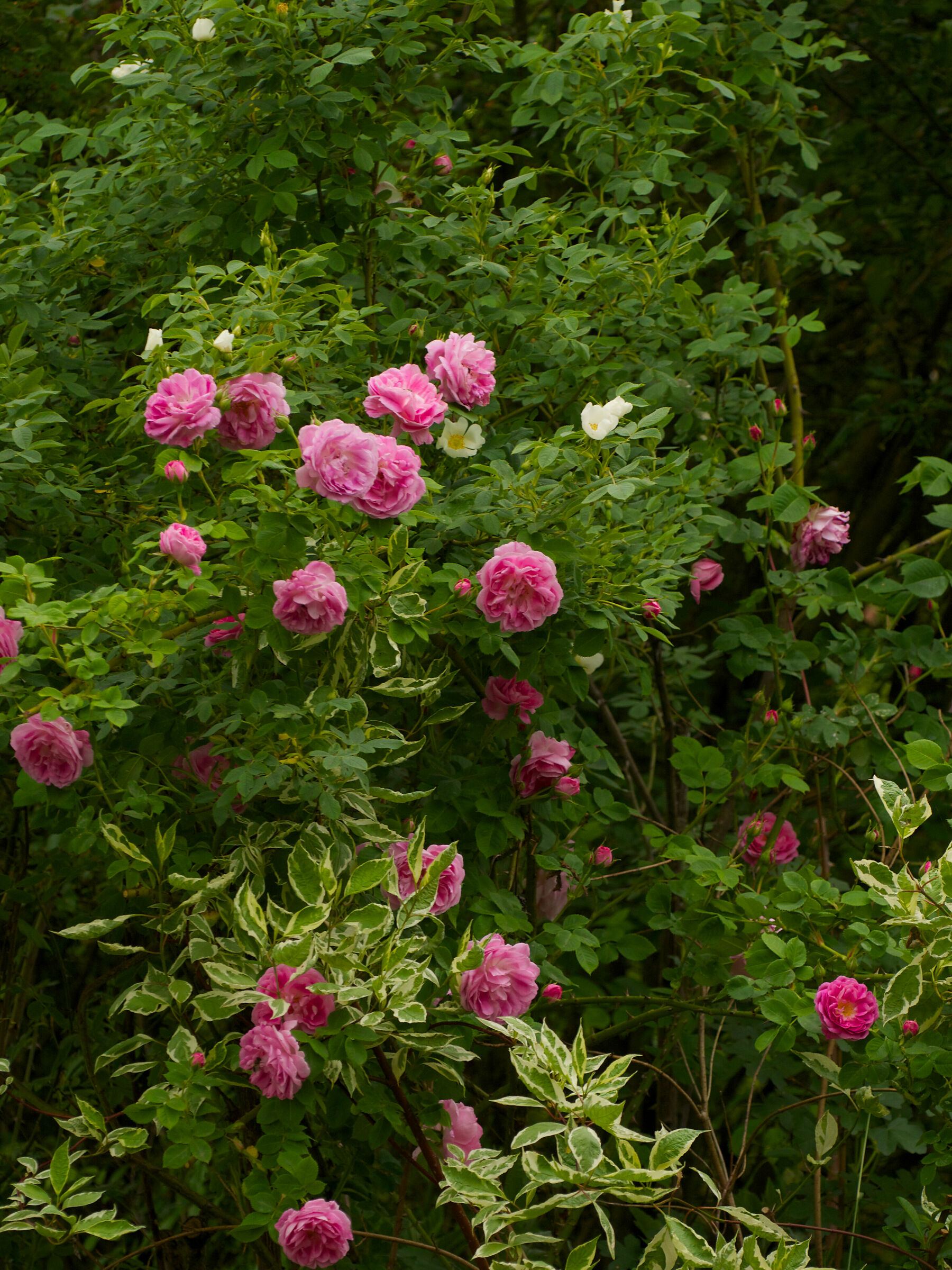 Rosaio Queen of Bourbon