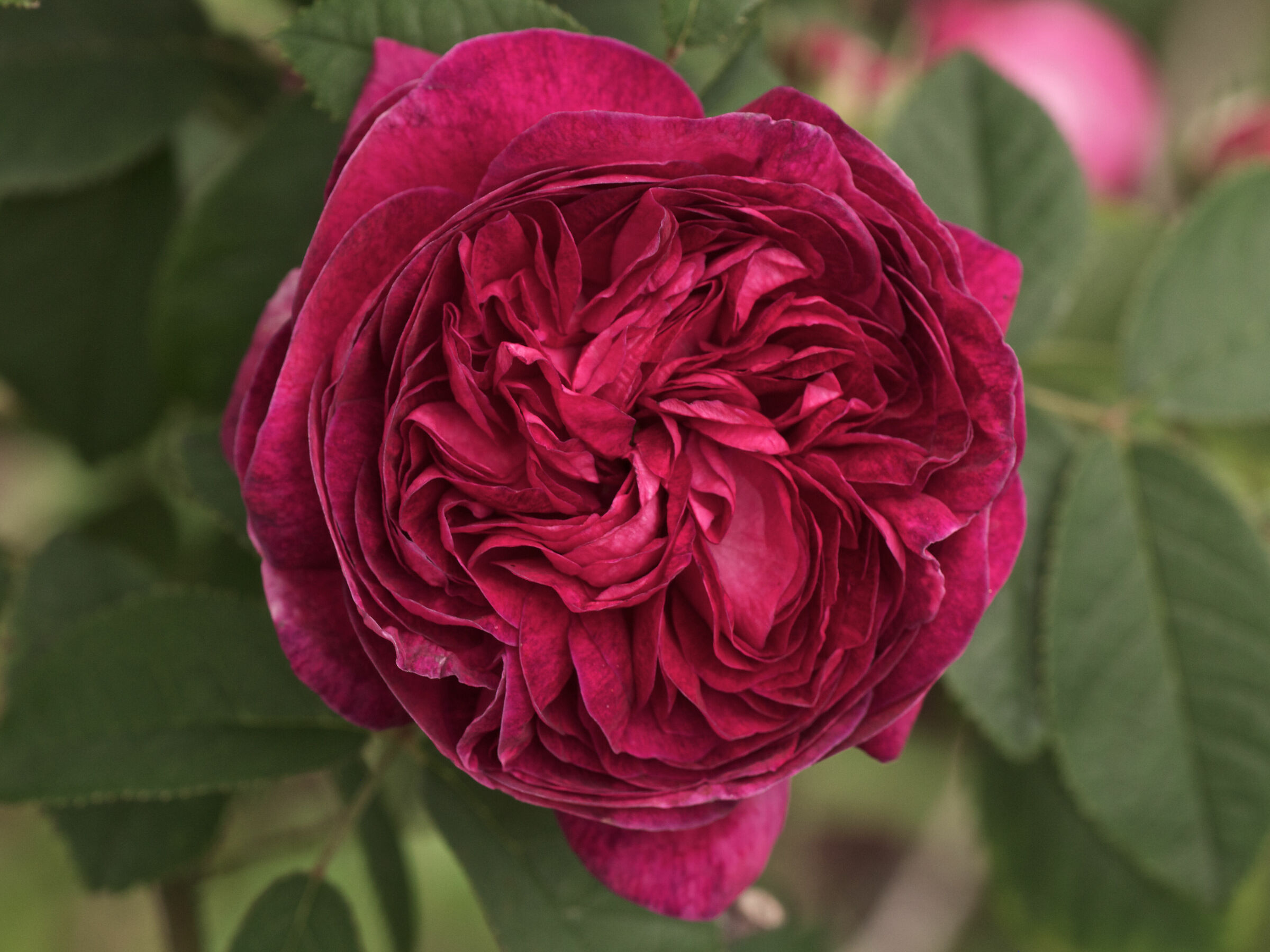 Rosaio Charles de Mills