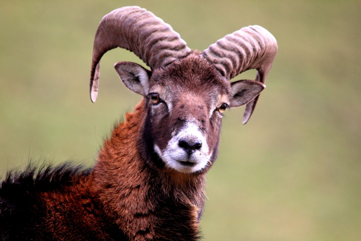 Giovane maschio di muflone