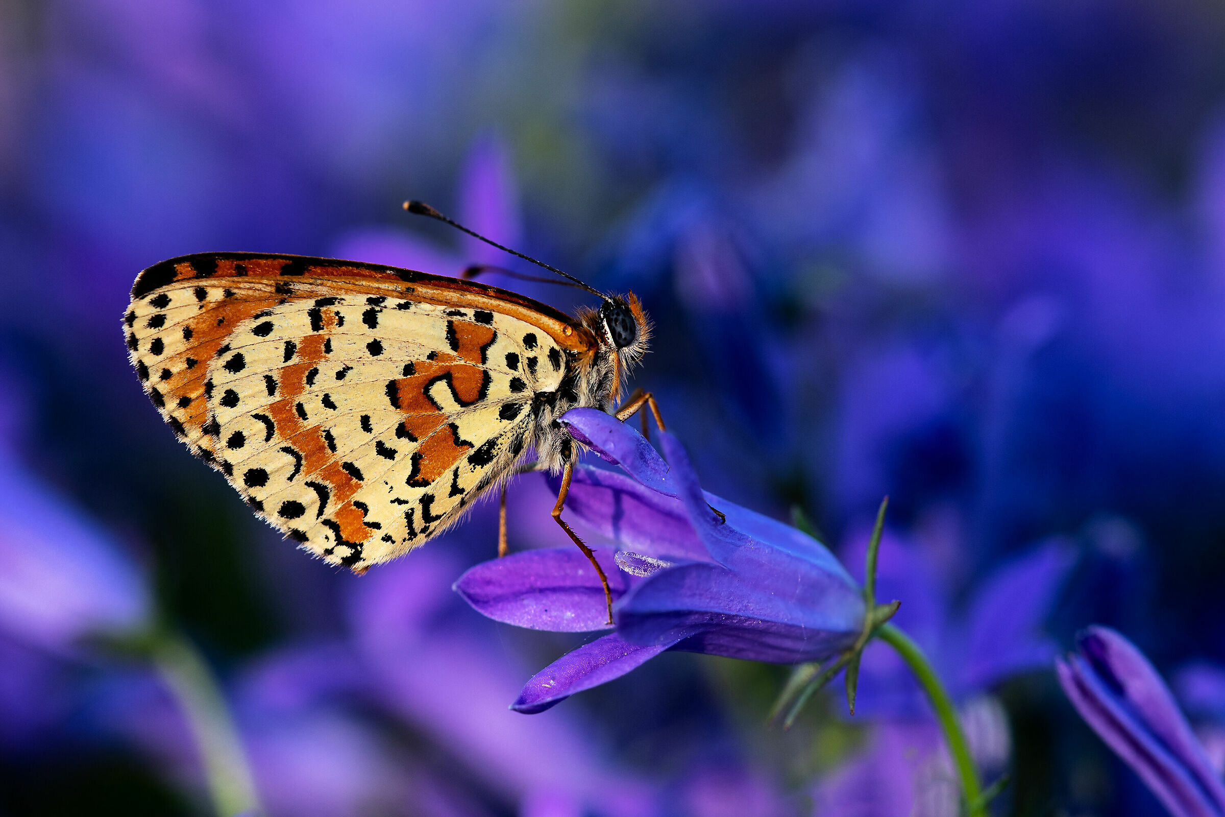 Melitaea didyma