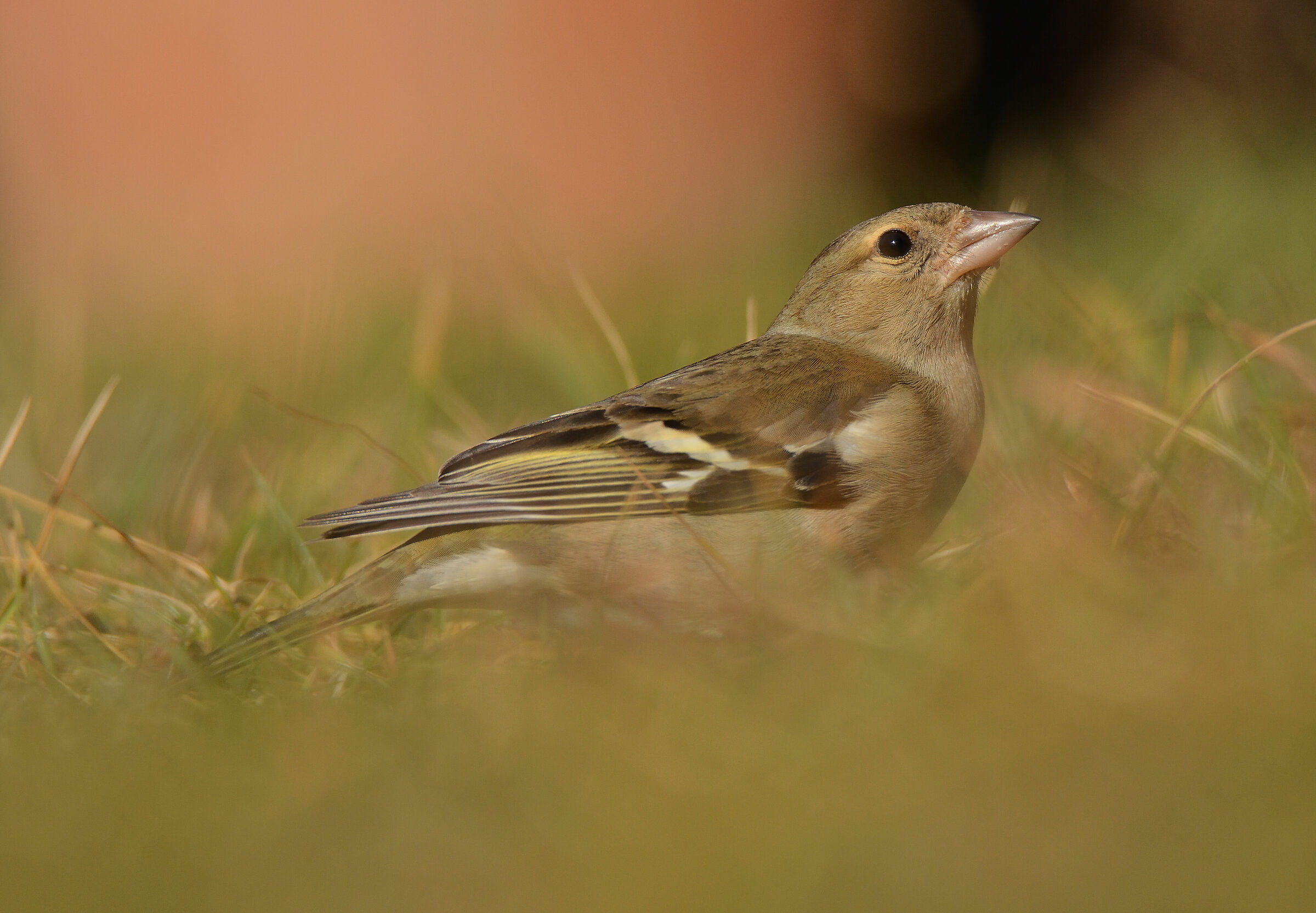 Chaffinch