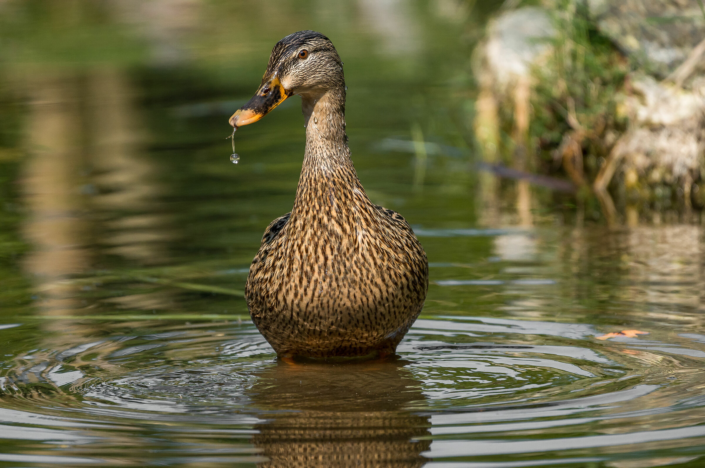 La paperetta con la sferetta......
