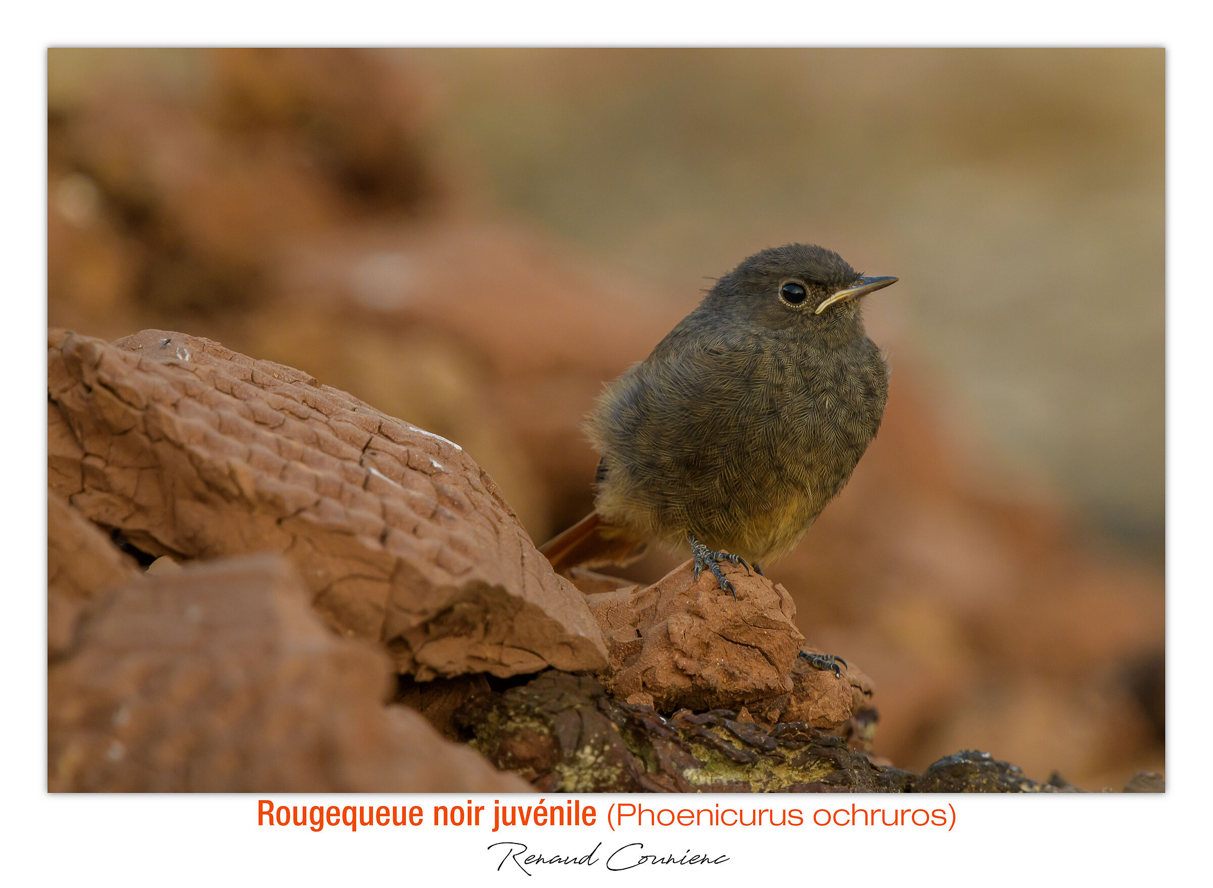 Codirosso spazzacamino giovanile al crepuscolo