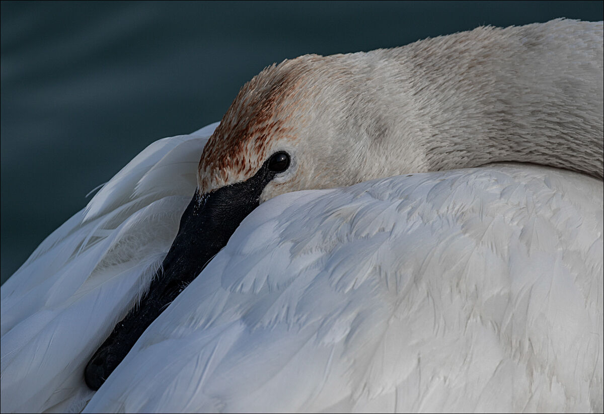 Trumpeter Swan