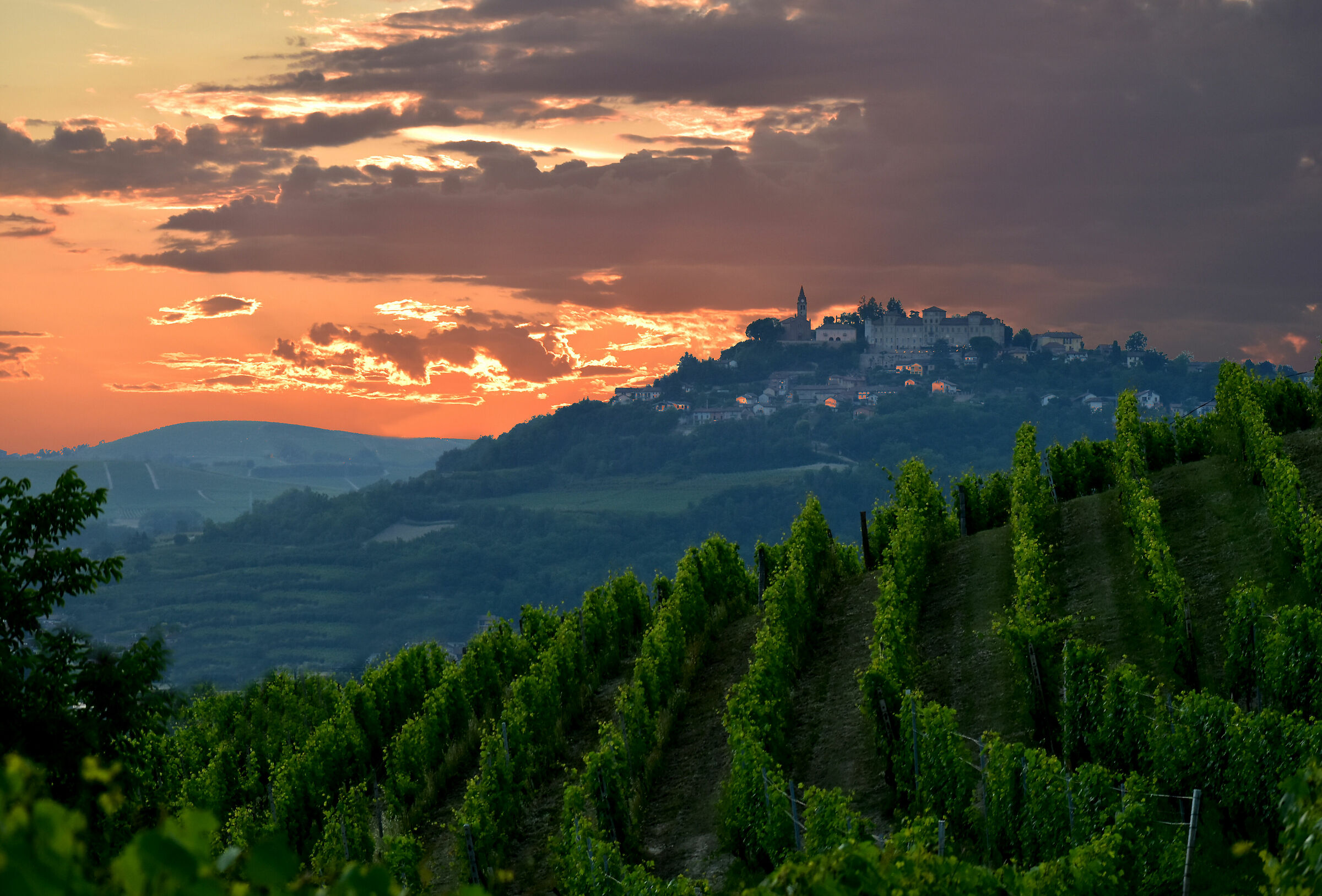 Vineyards Sunset Boulevard...