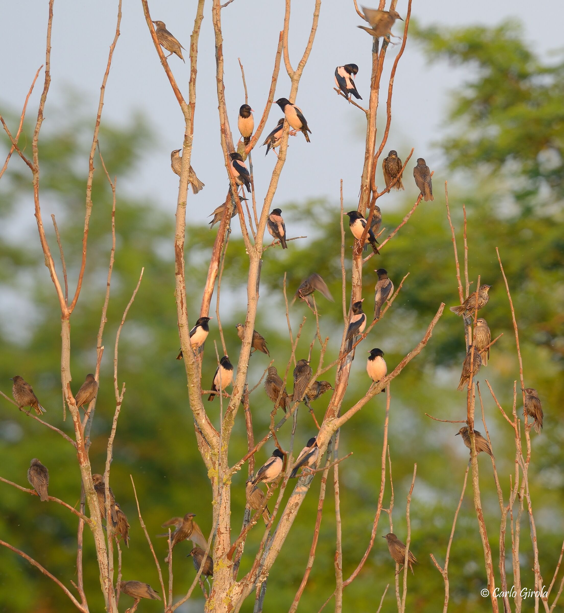 Roseback (Pastor roseus)