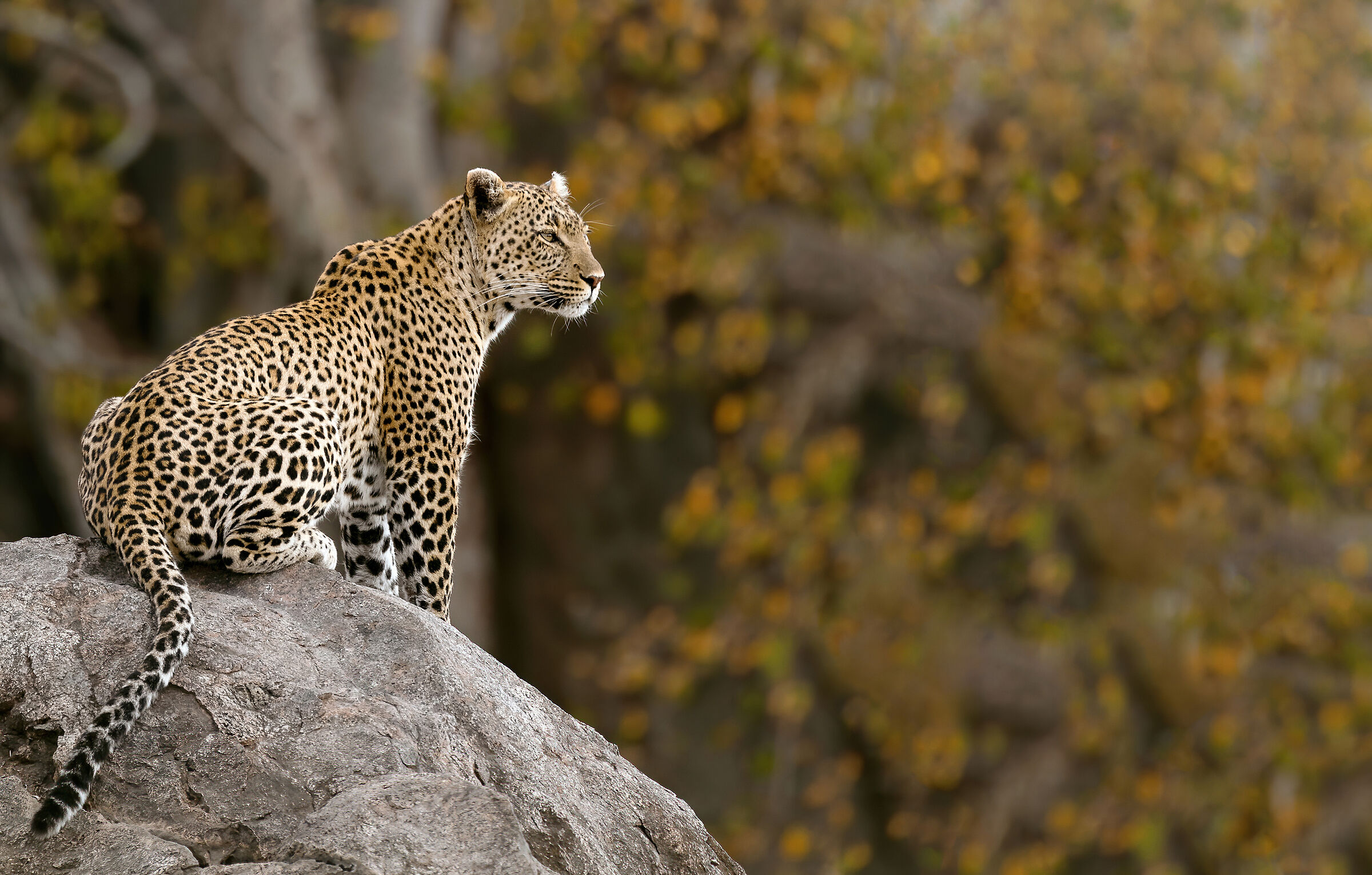 Leopard, Serengeti.