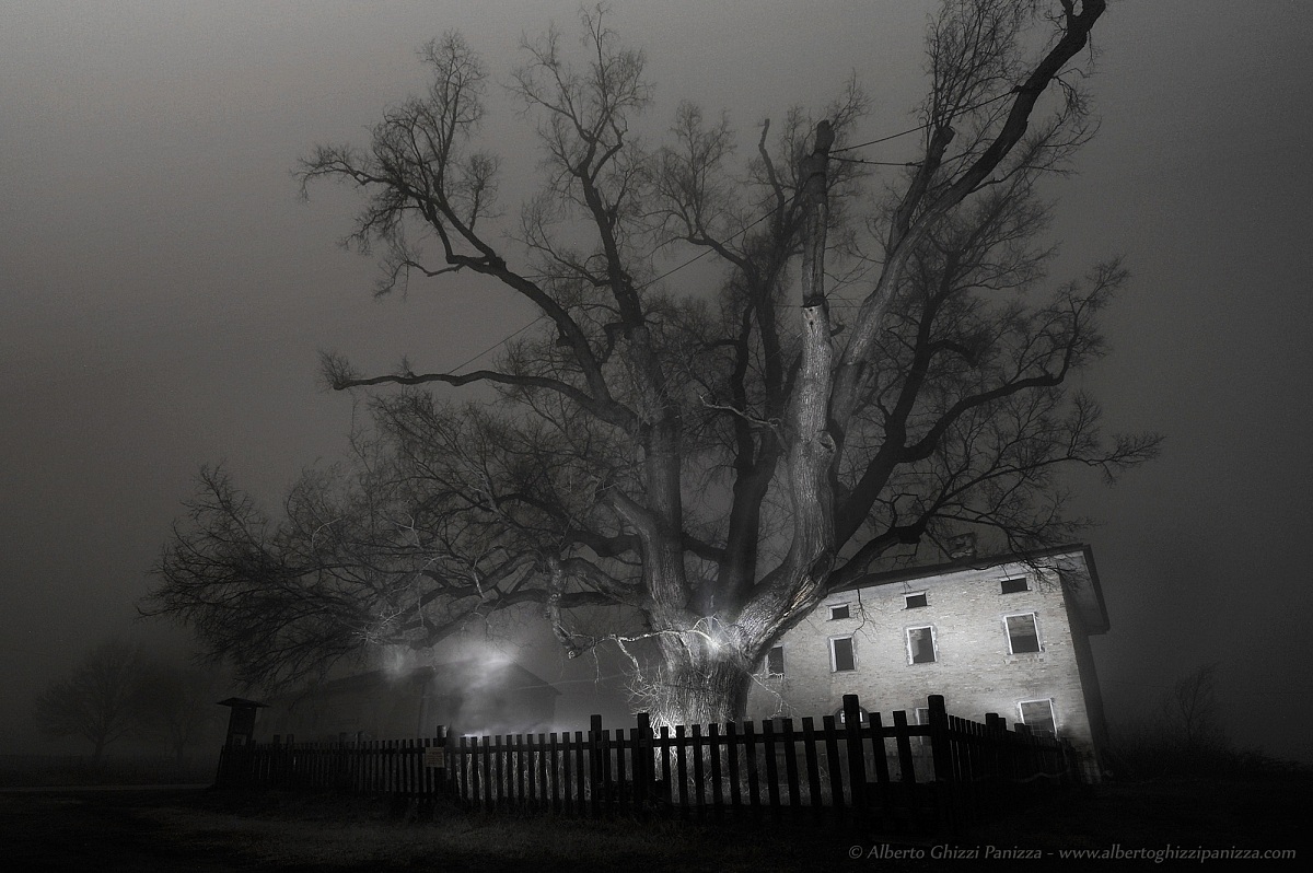 Olma secolare in una nebbiosa notte padana