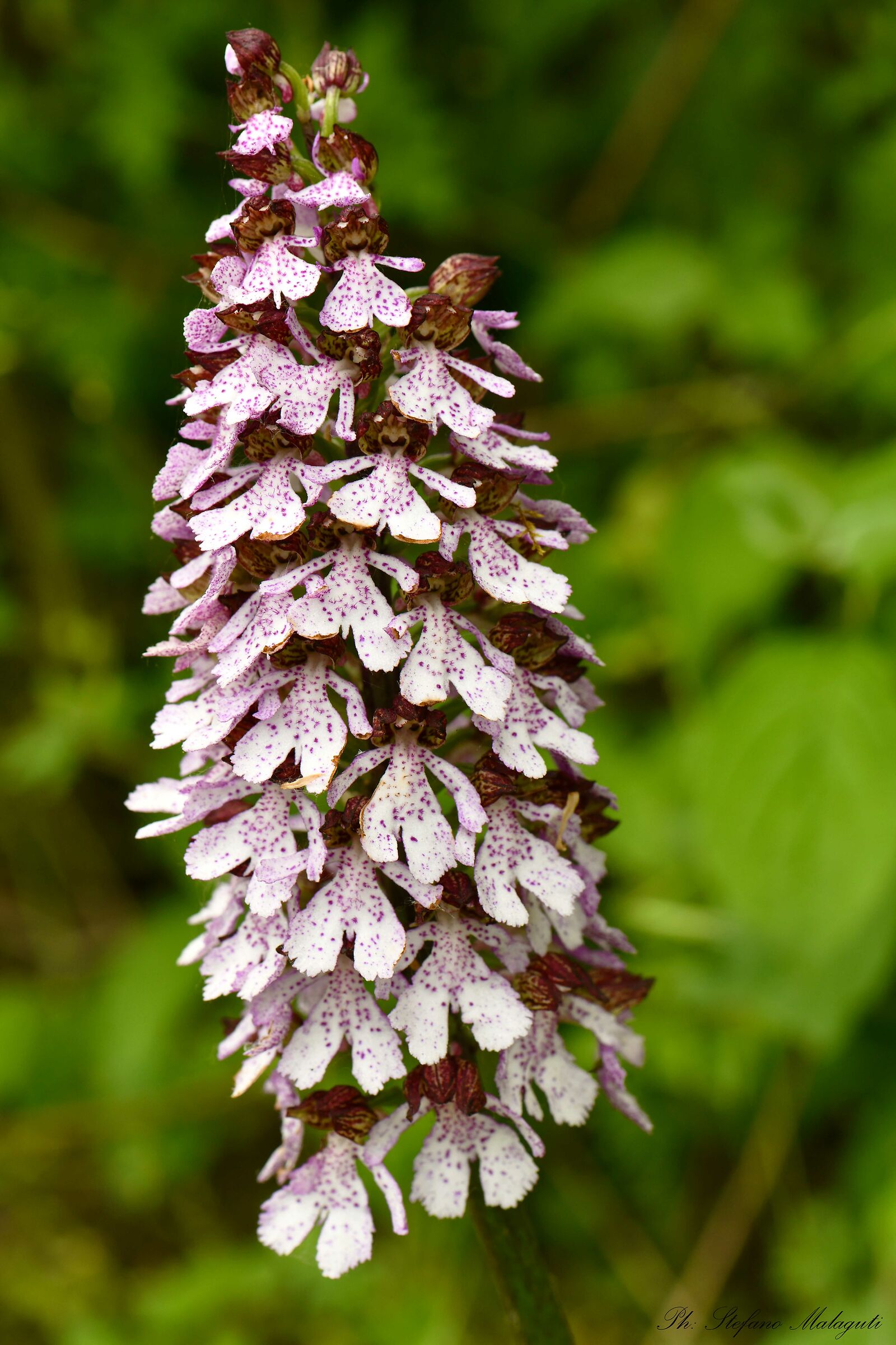 Purple Orchis