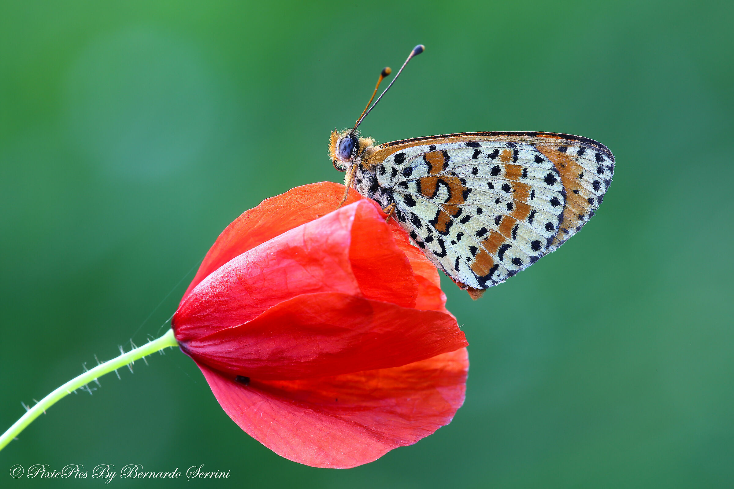 Melitaea
