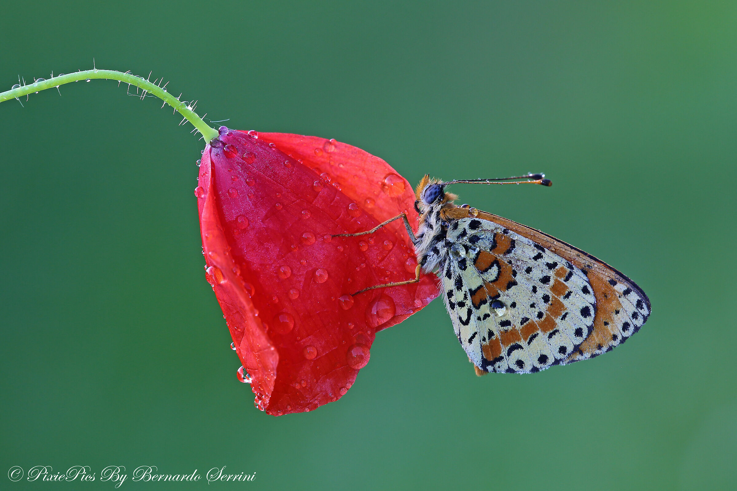 Melitaea