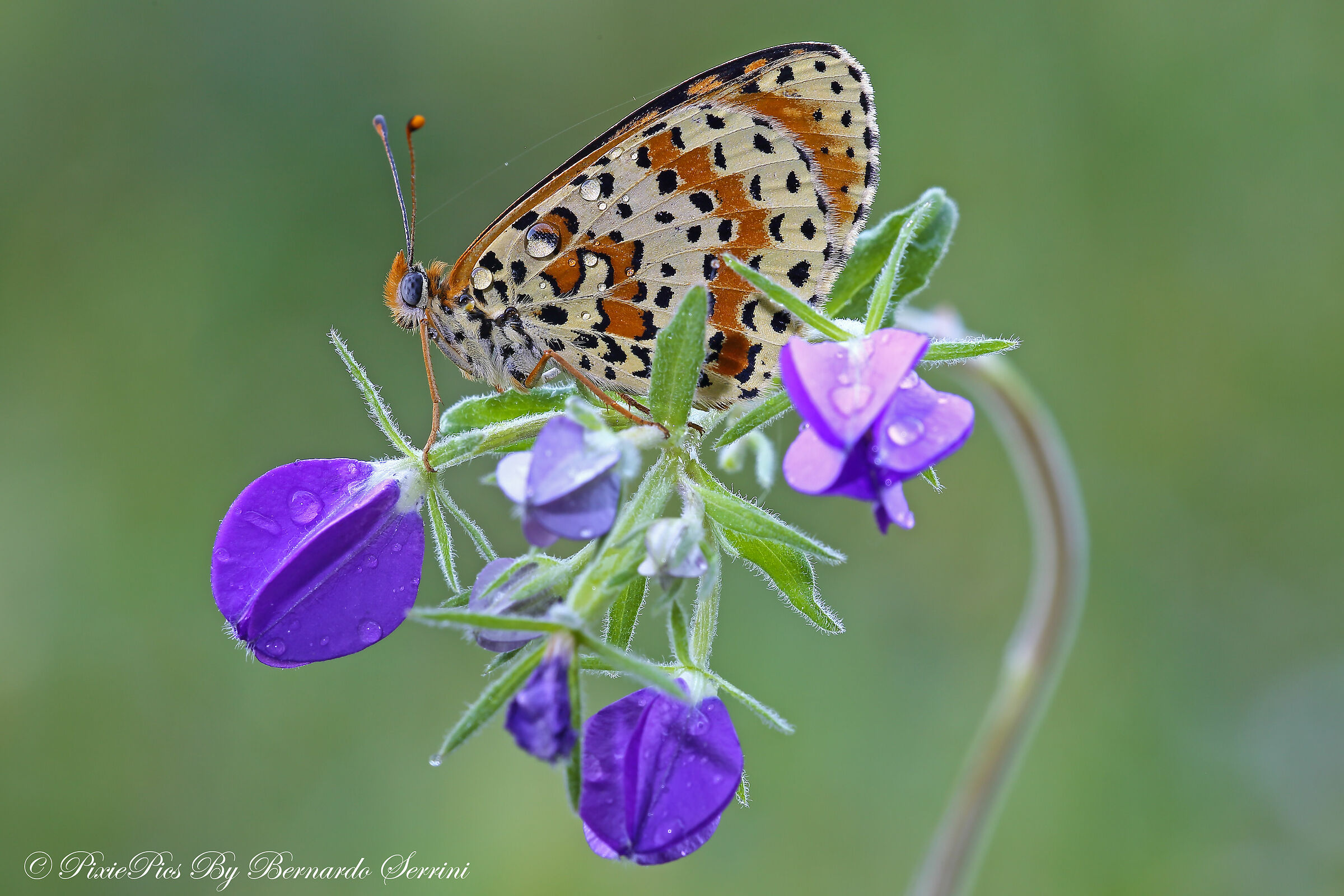 Melitaea
