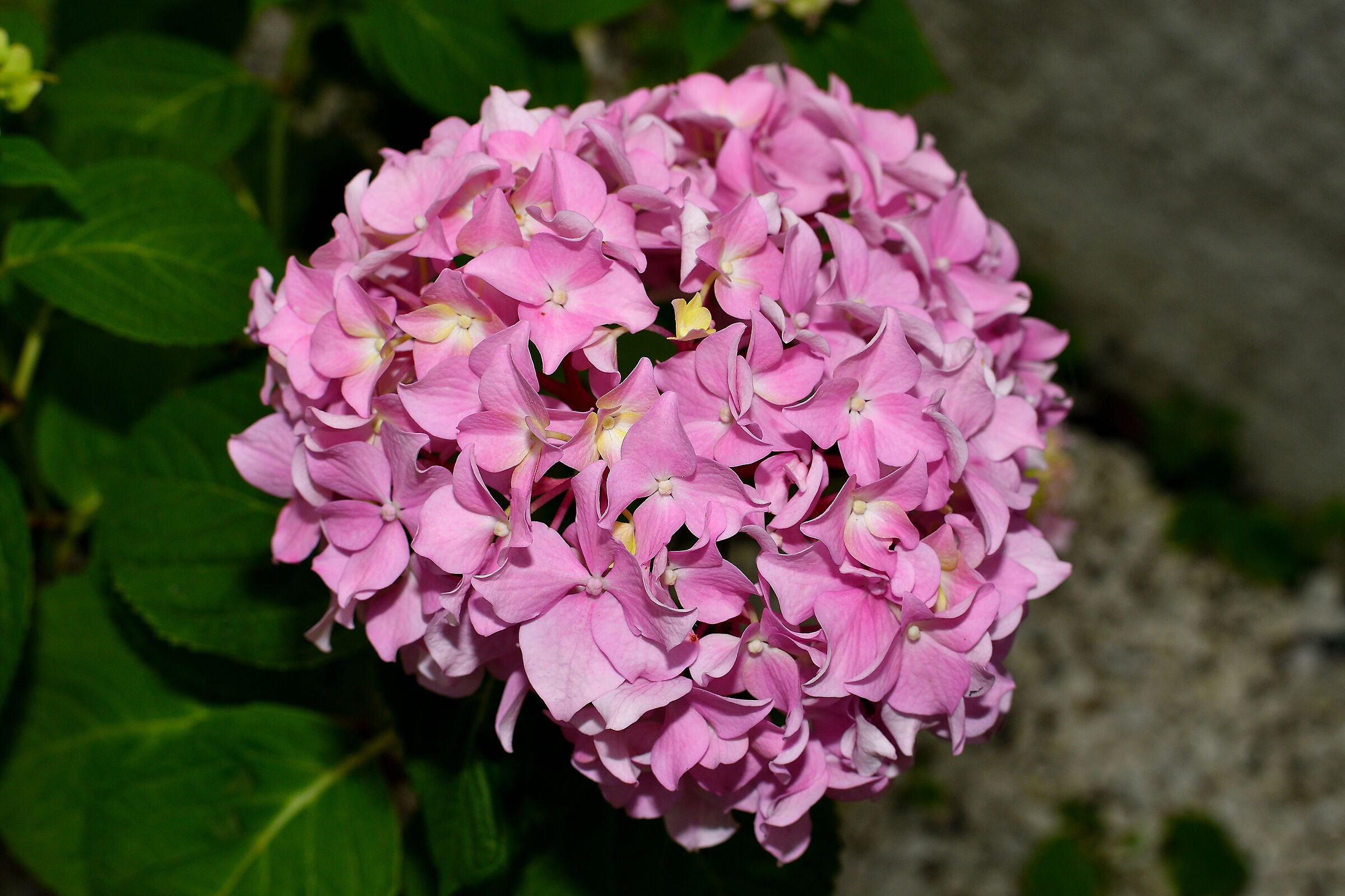 Ortensia, fioritura quasi completa