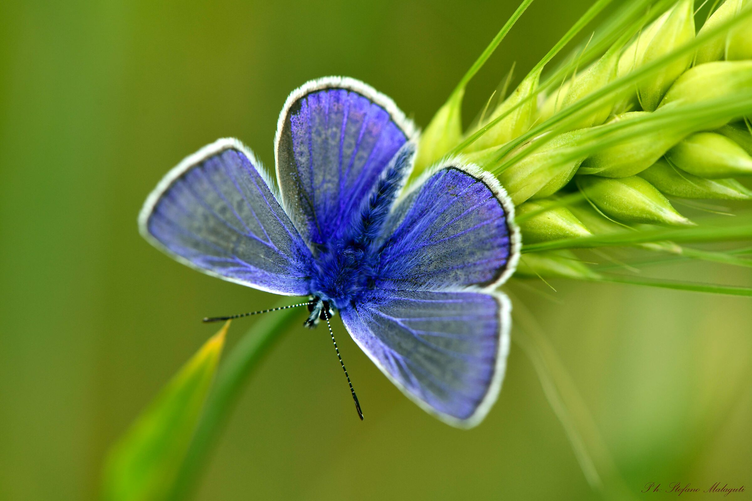 Lycaena
