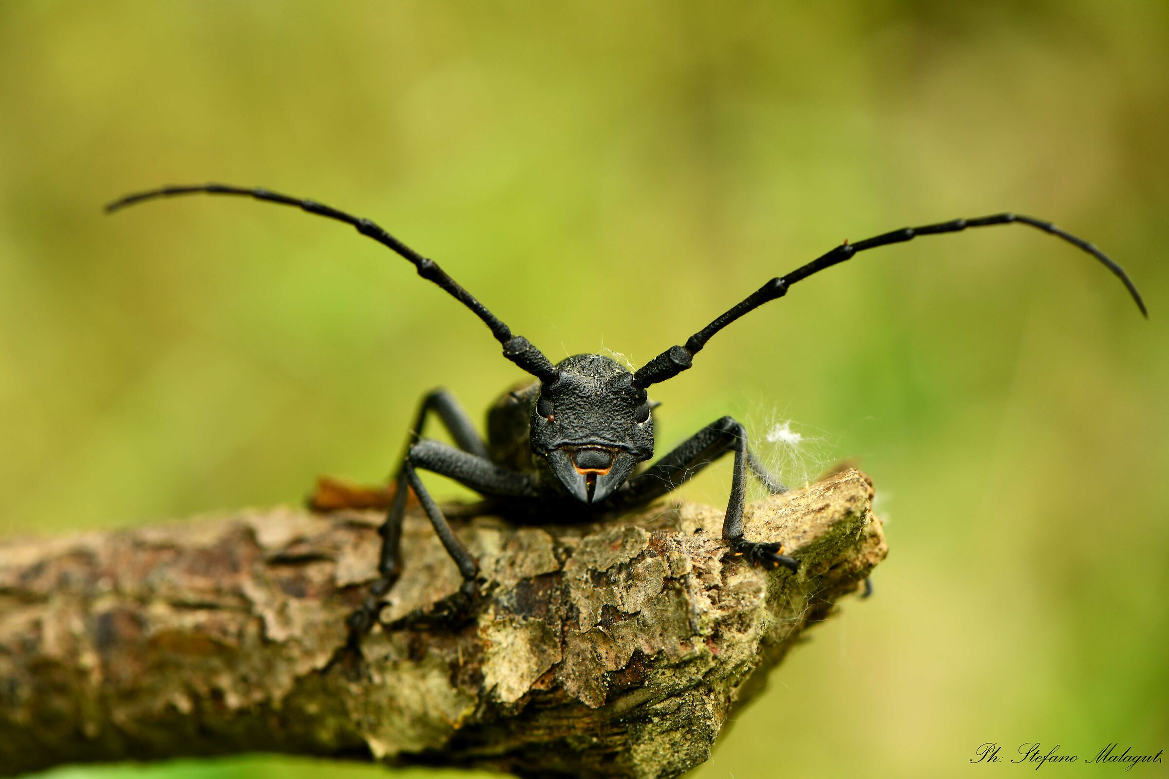 Morimus asper