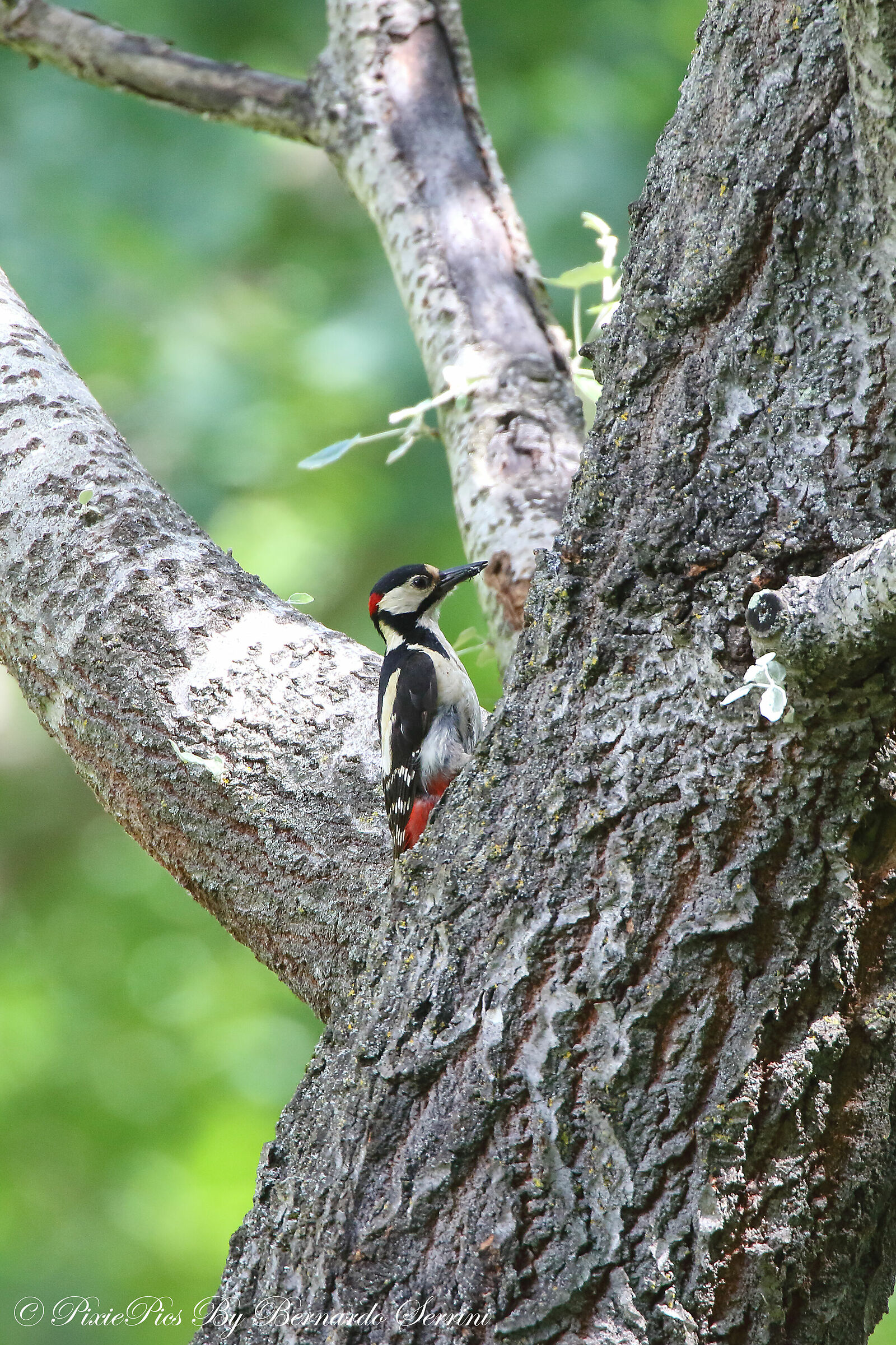 Red Woodpecker