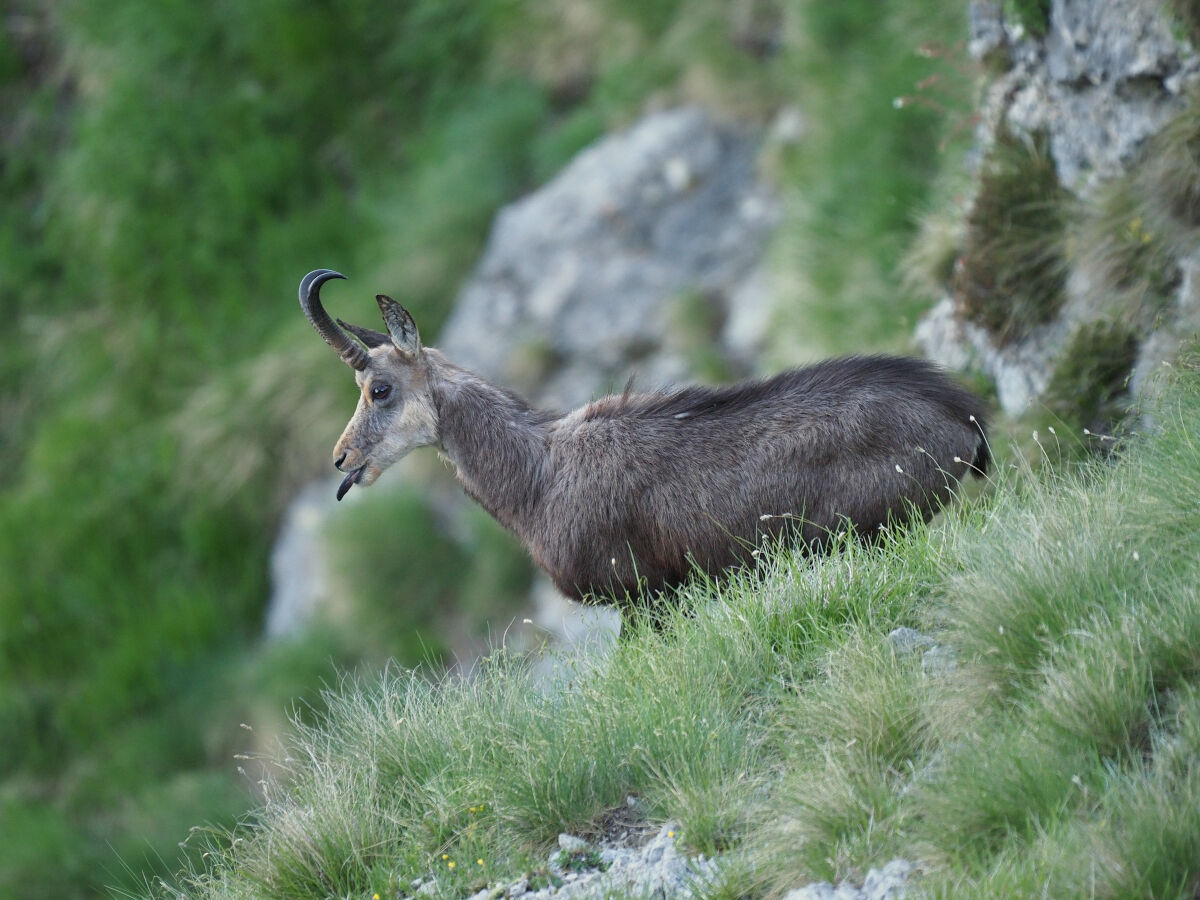 Prrrr...prova a prendermi!!!!!