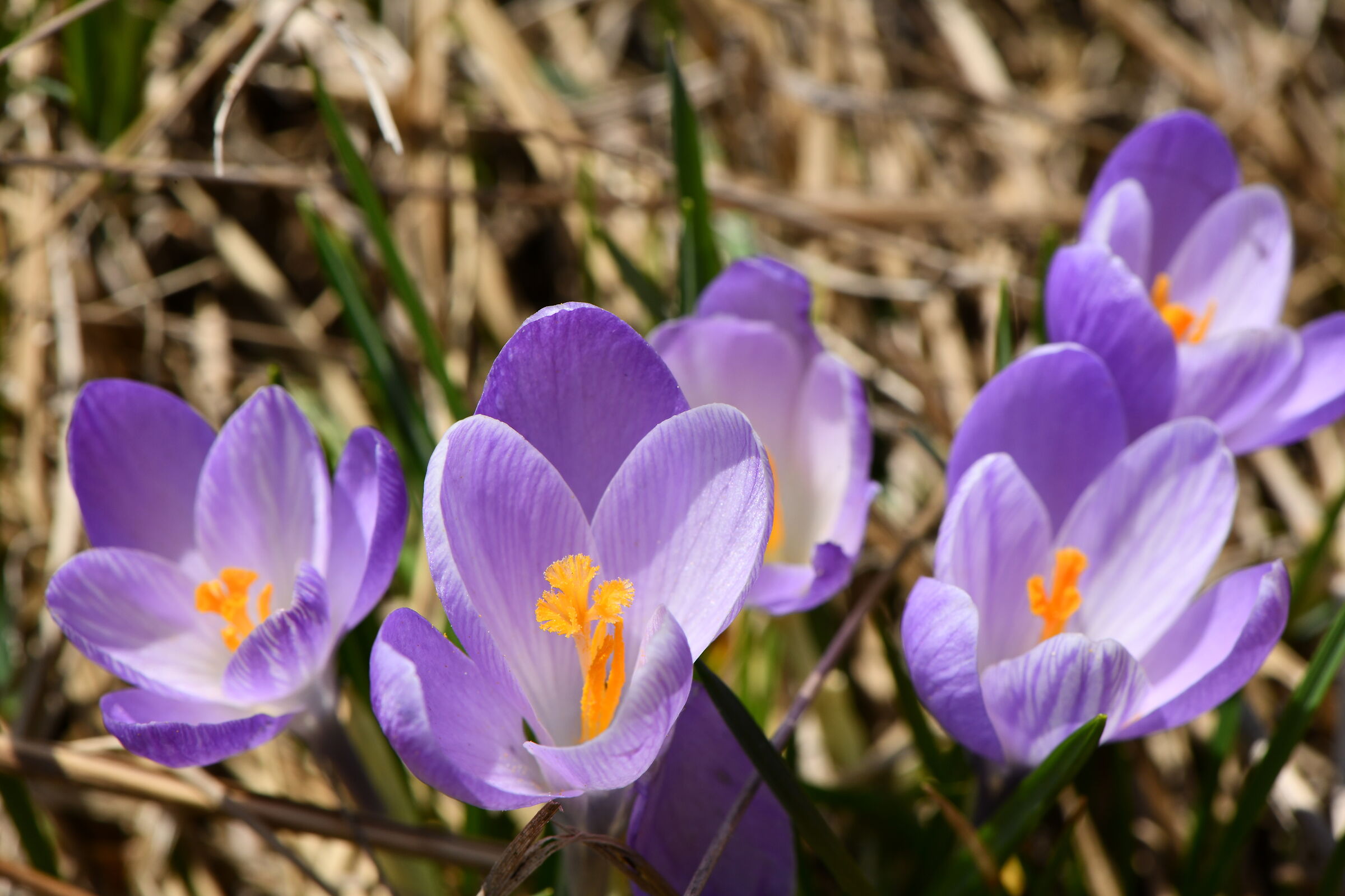 Crocus