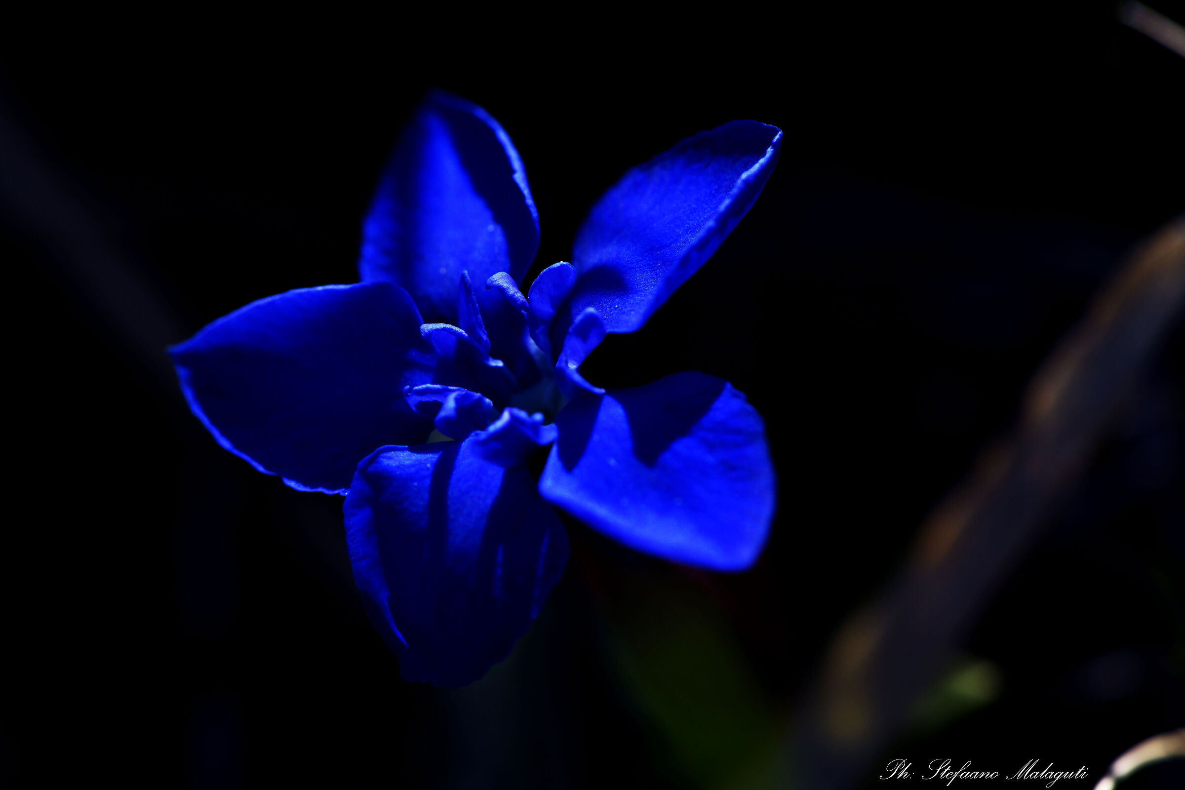 Light games. Minor Gentian