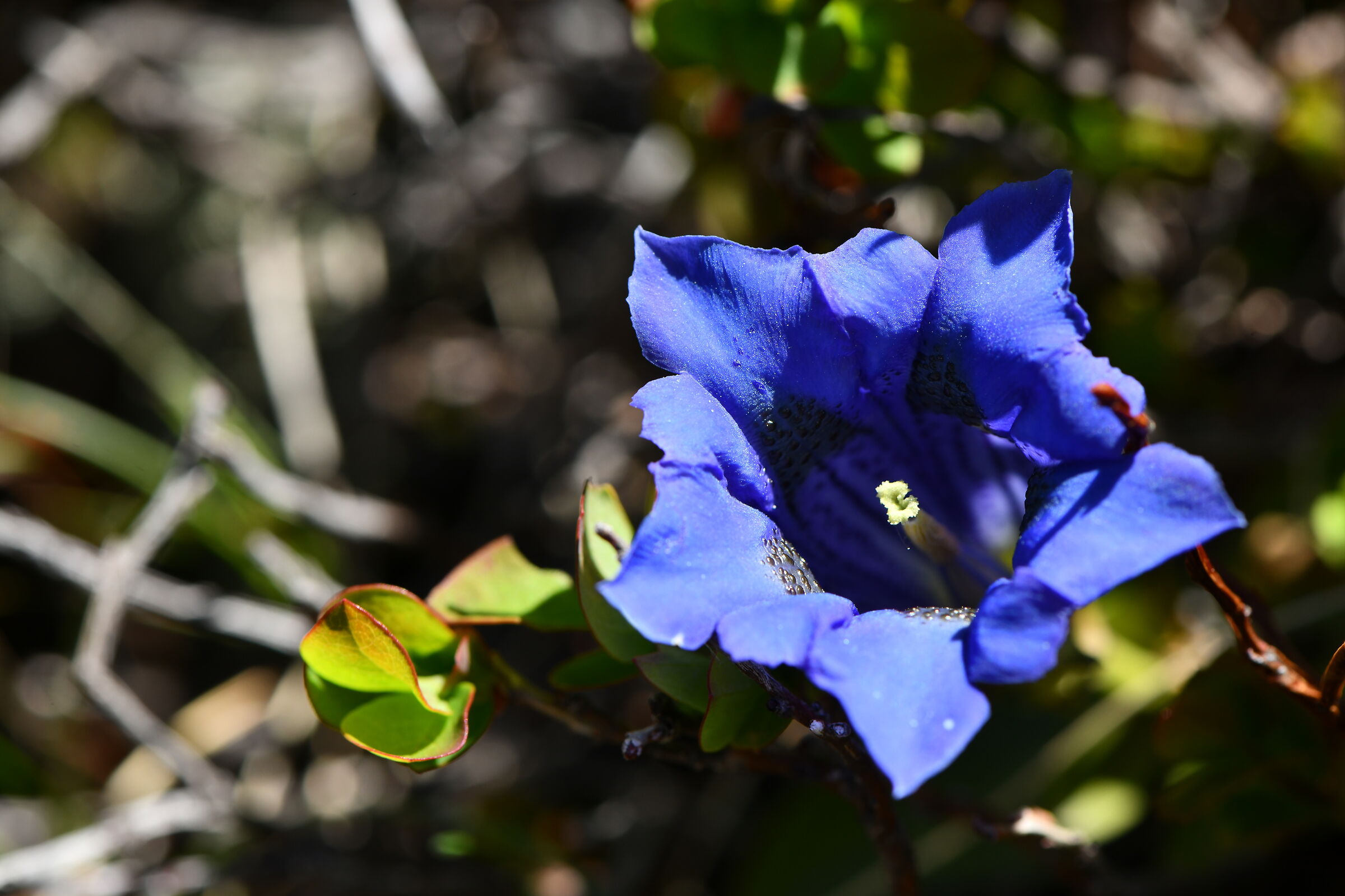 Kock Gentian
