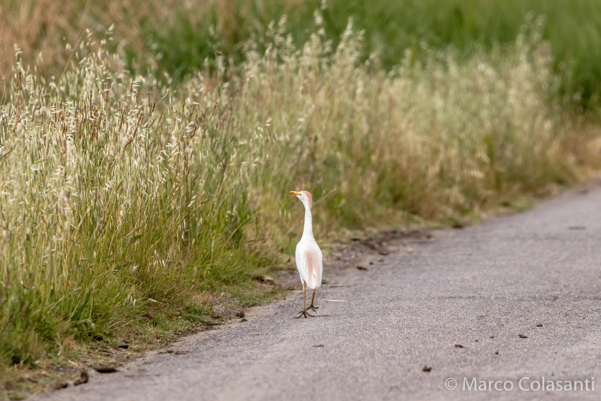 and now I'm going to go for the city.... (Airone watchbuoi)
