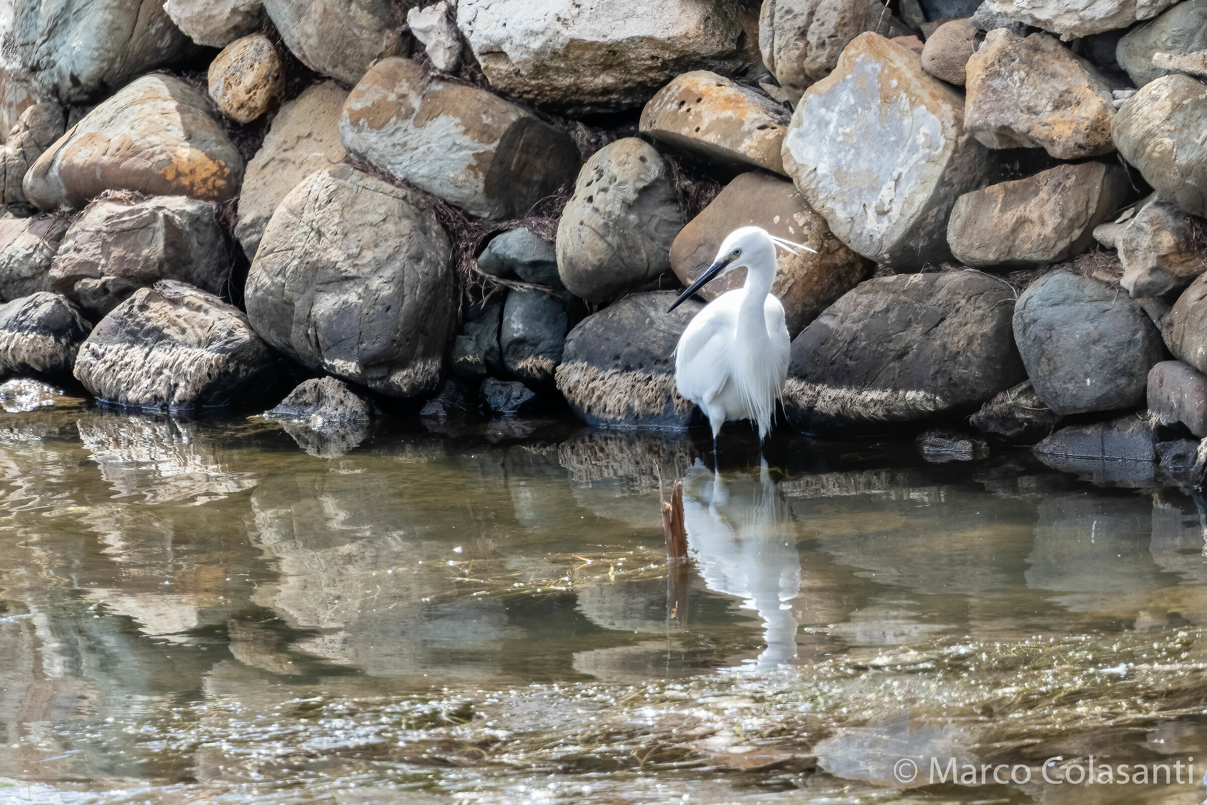 egrets