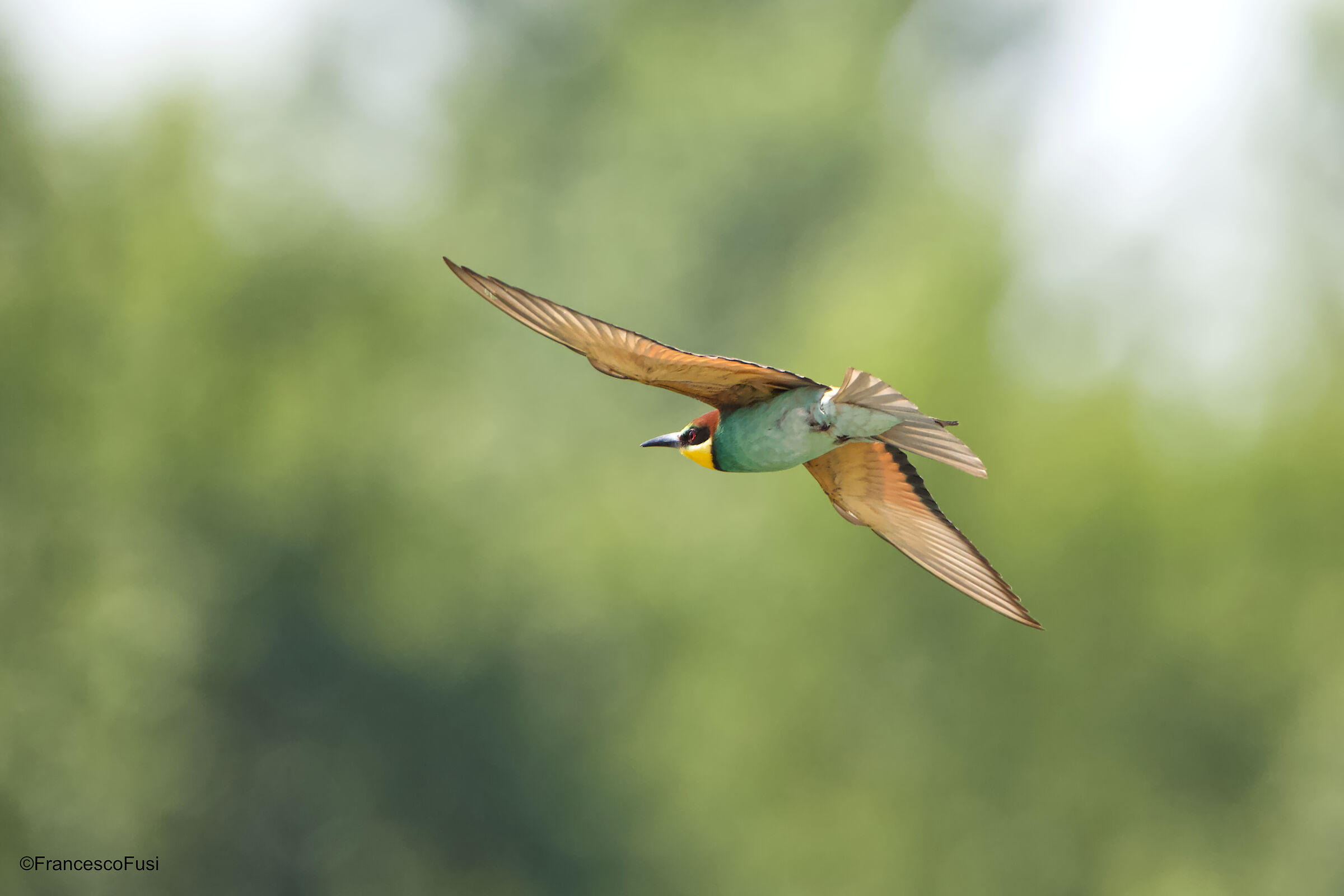 Gruccione in volo