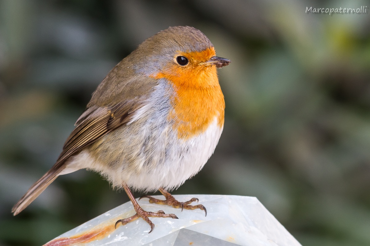 pettirosso osservatore