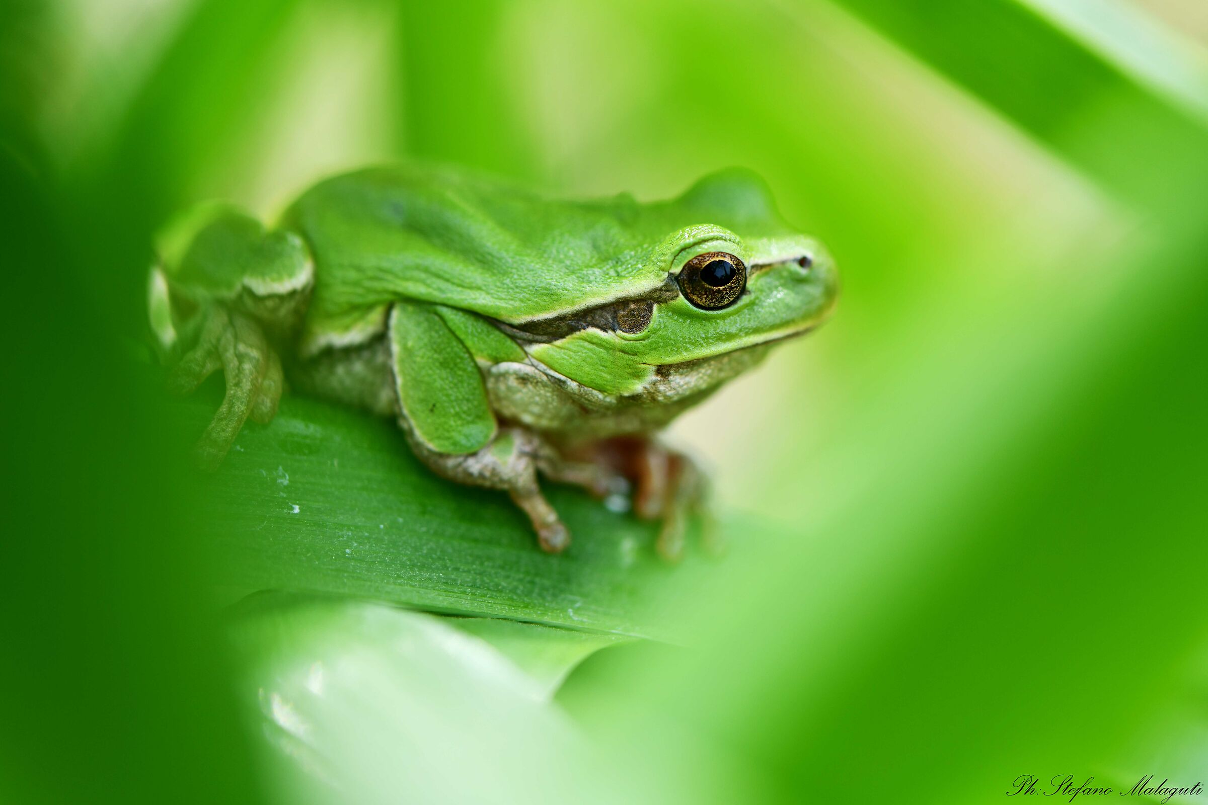 Hyla arboreal