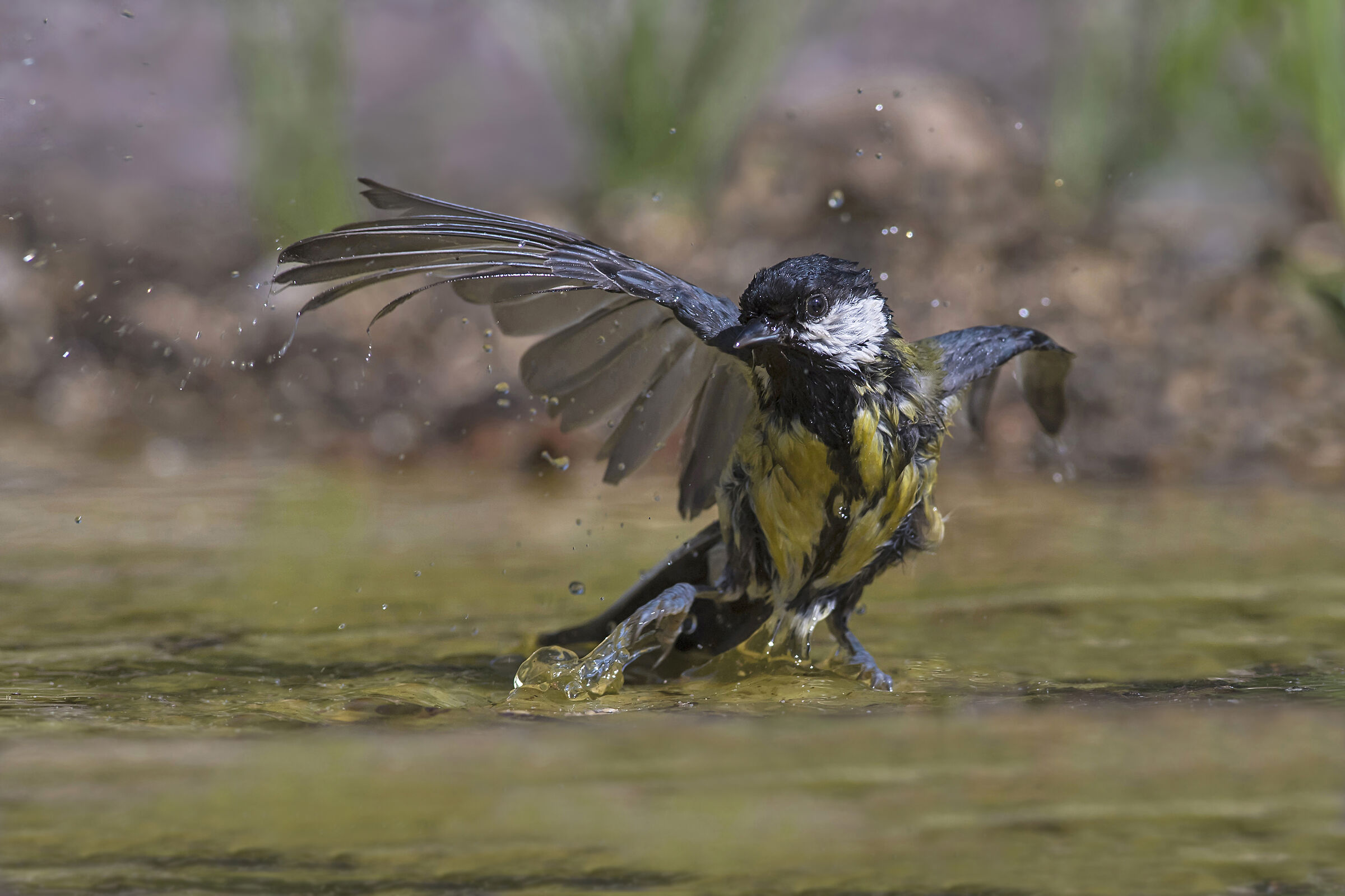 Passo di danza della Cinciallegra