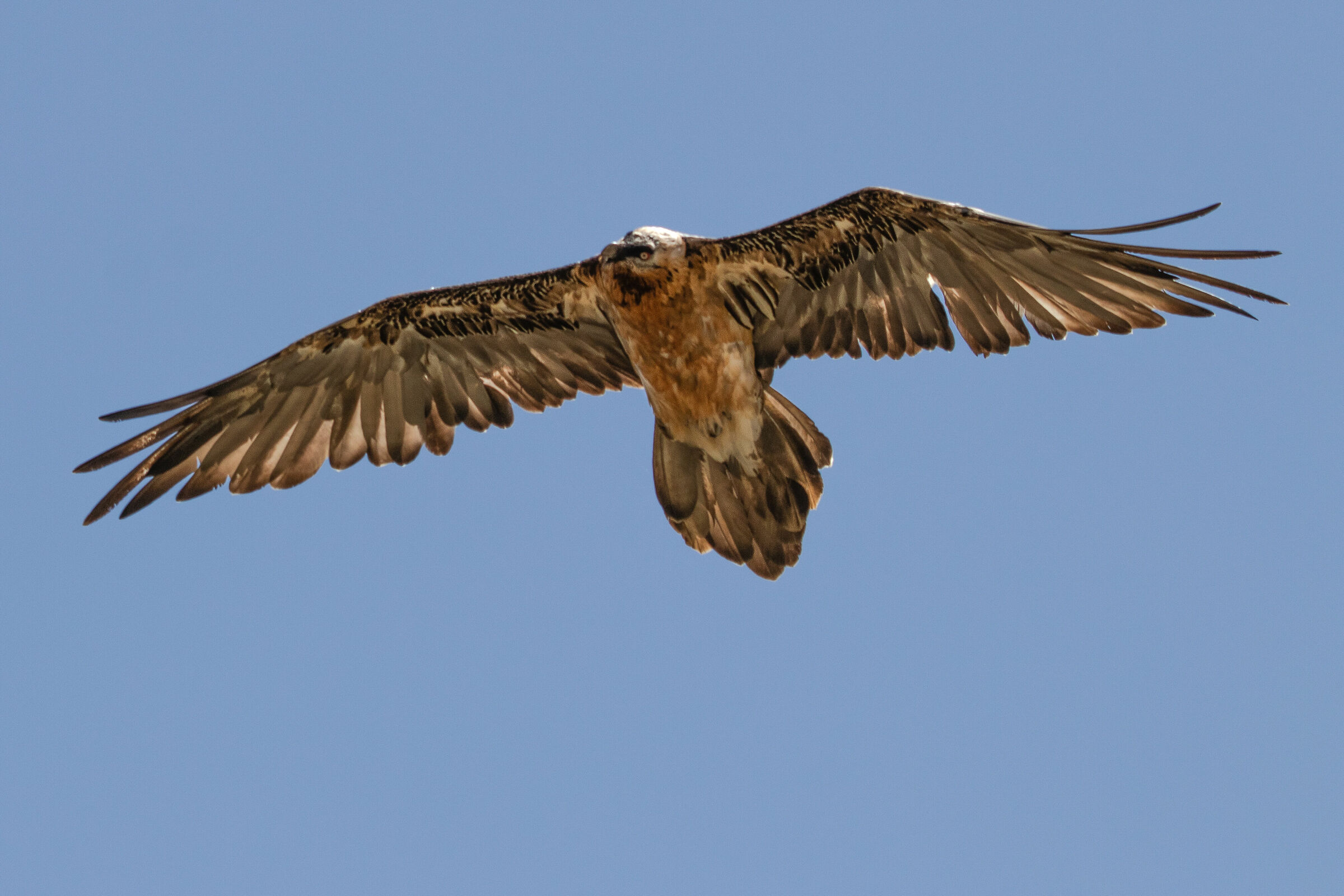Il rapace più grande d'Italia: il gipeto