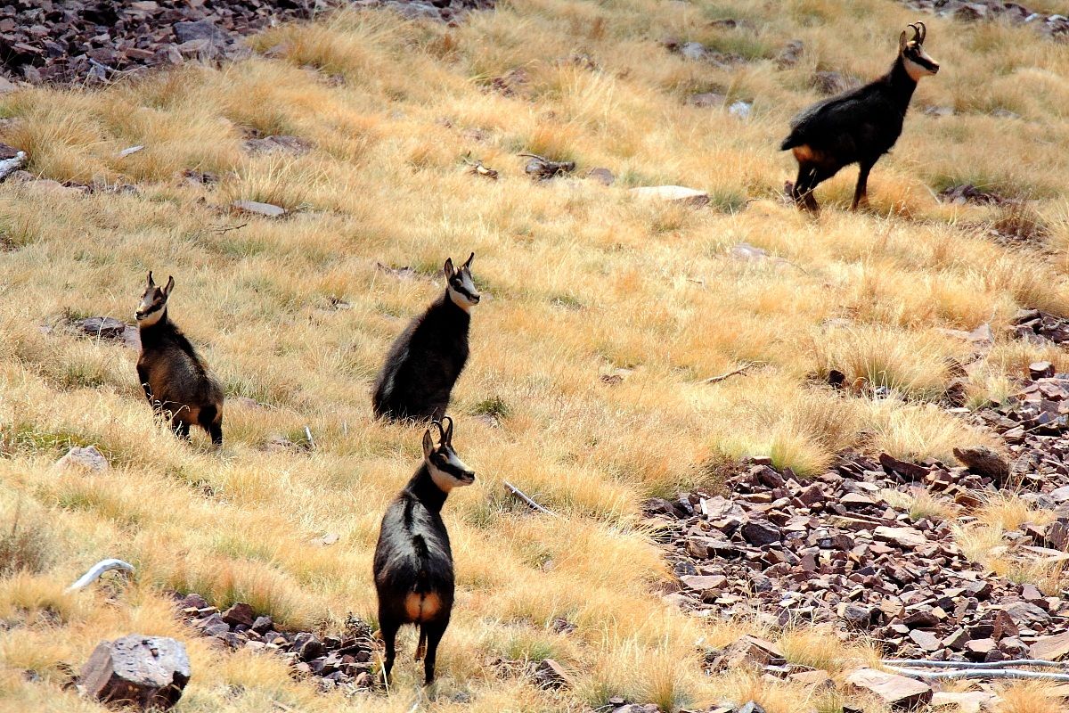 Branchetto di camosci