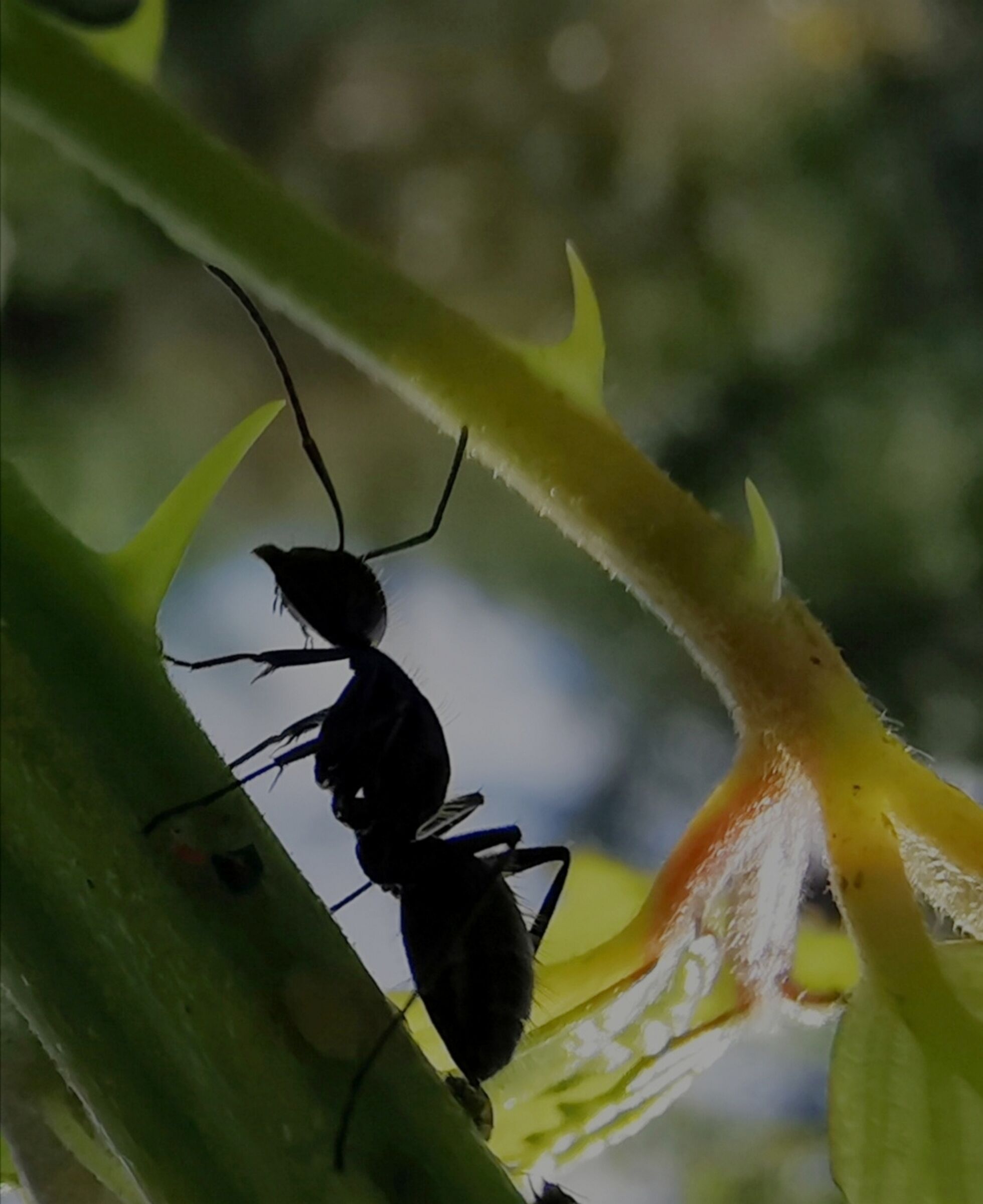 Climbing the slope ...