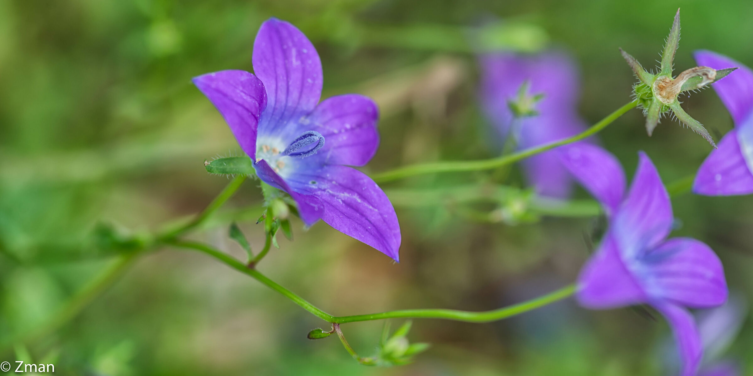 Fiore di vetro dall'aspetto di Venere