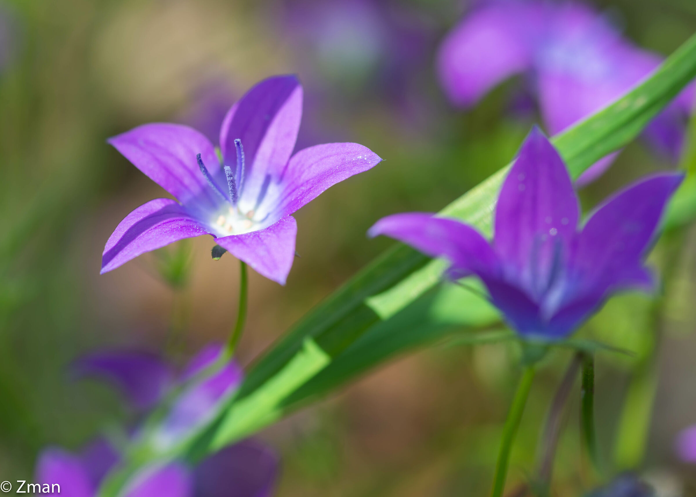 Fiore di vetro dall'aspetto di Venere