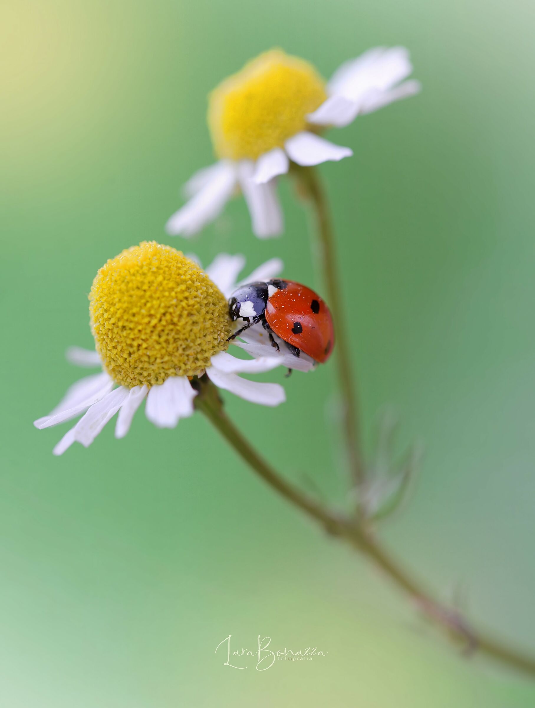 Coccinella e Camomilla