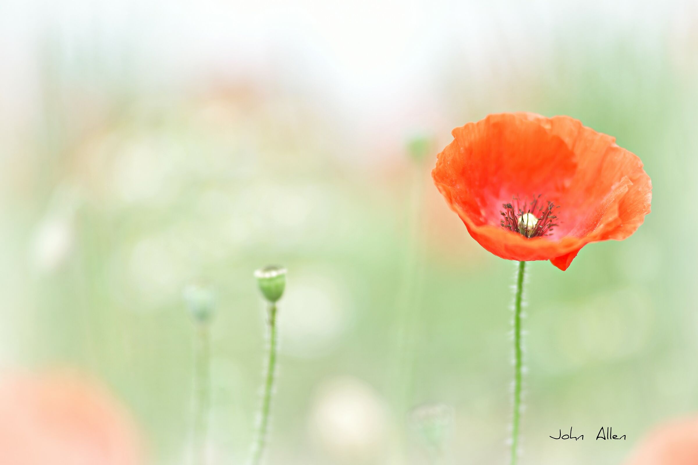 Poppy