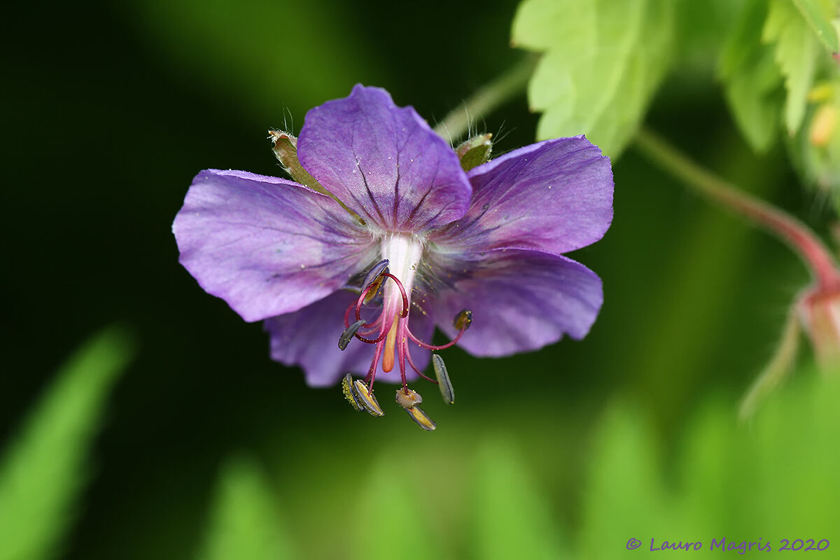 Plafoniera colorata (Geranium Phaeum L.)